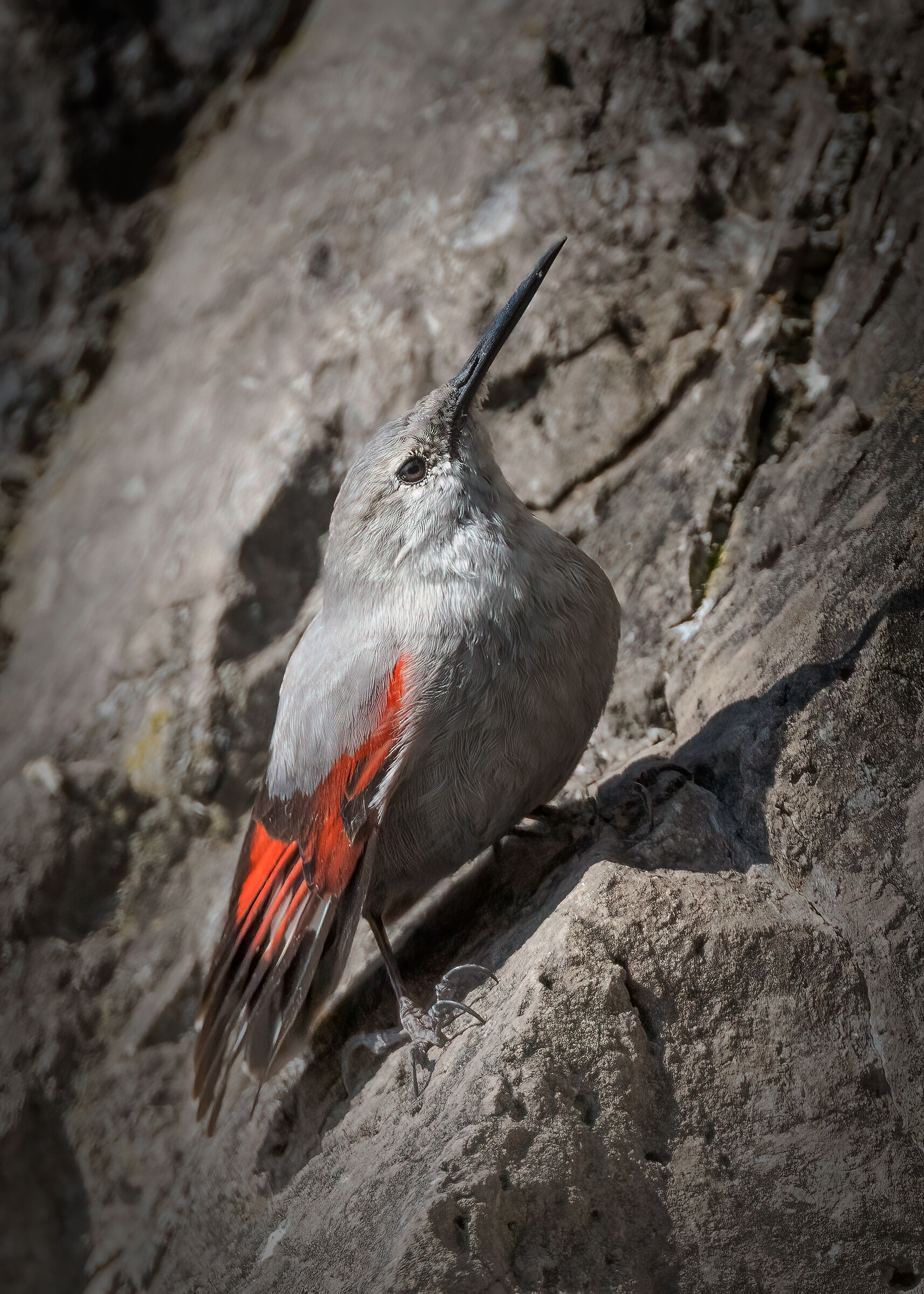 Picchio muraiolo  (Tichodroma muraria)