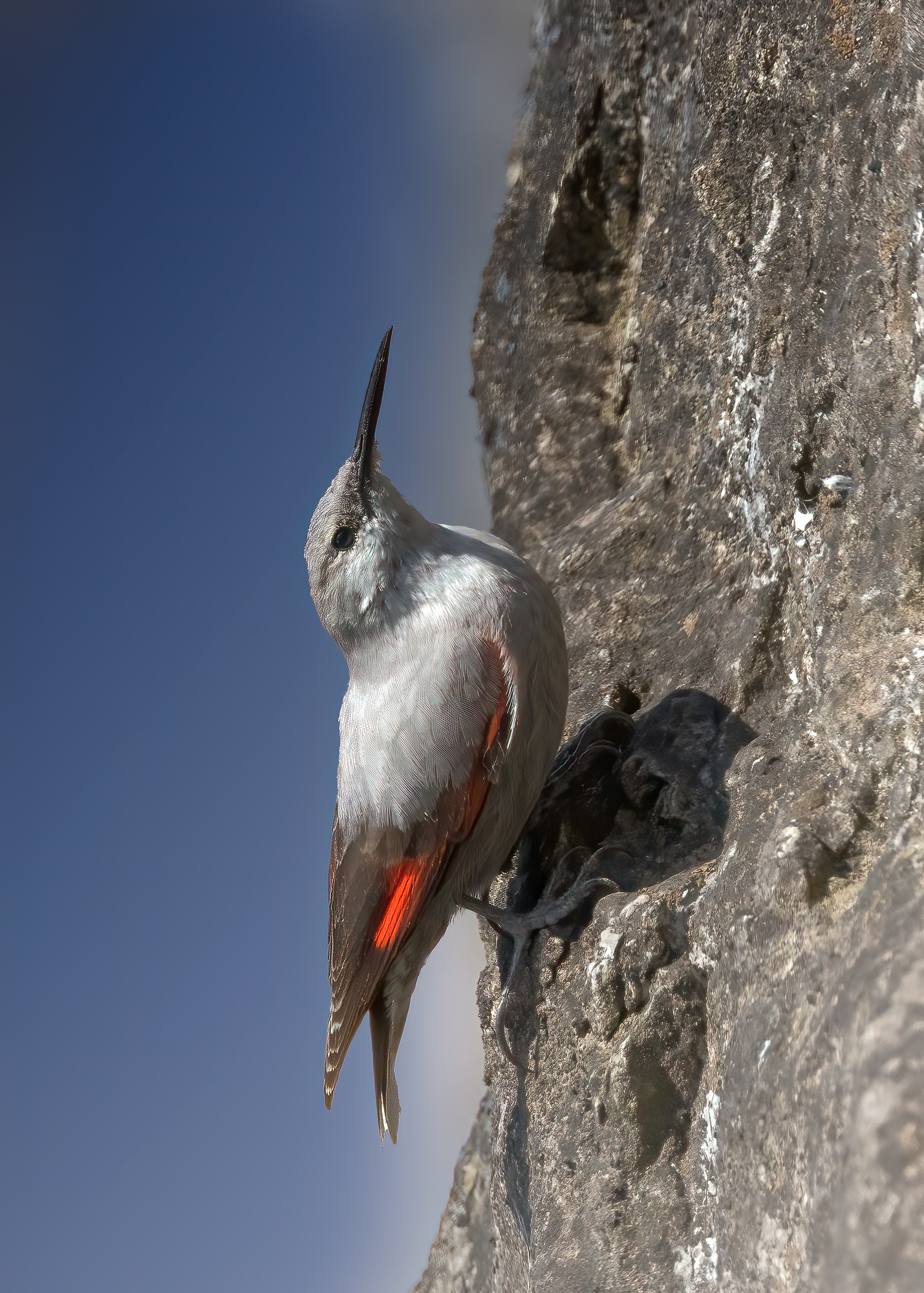 Picchio muraiolo  (Tichodroma muraria)