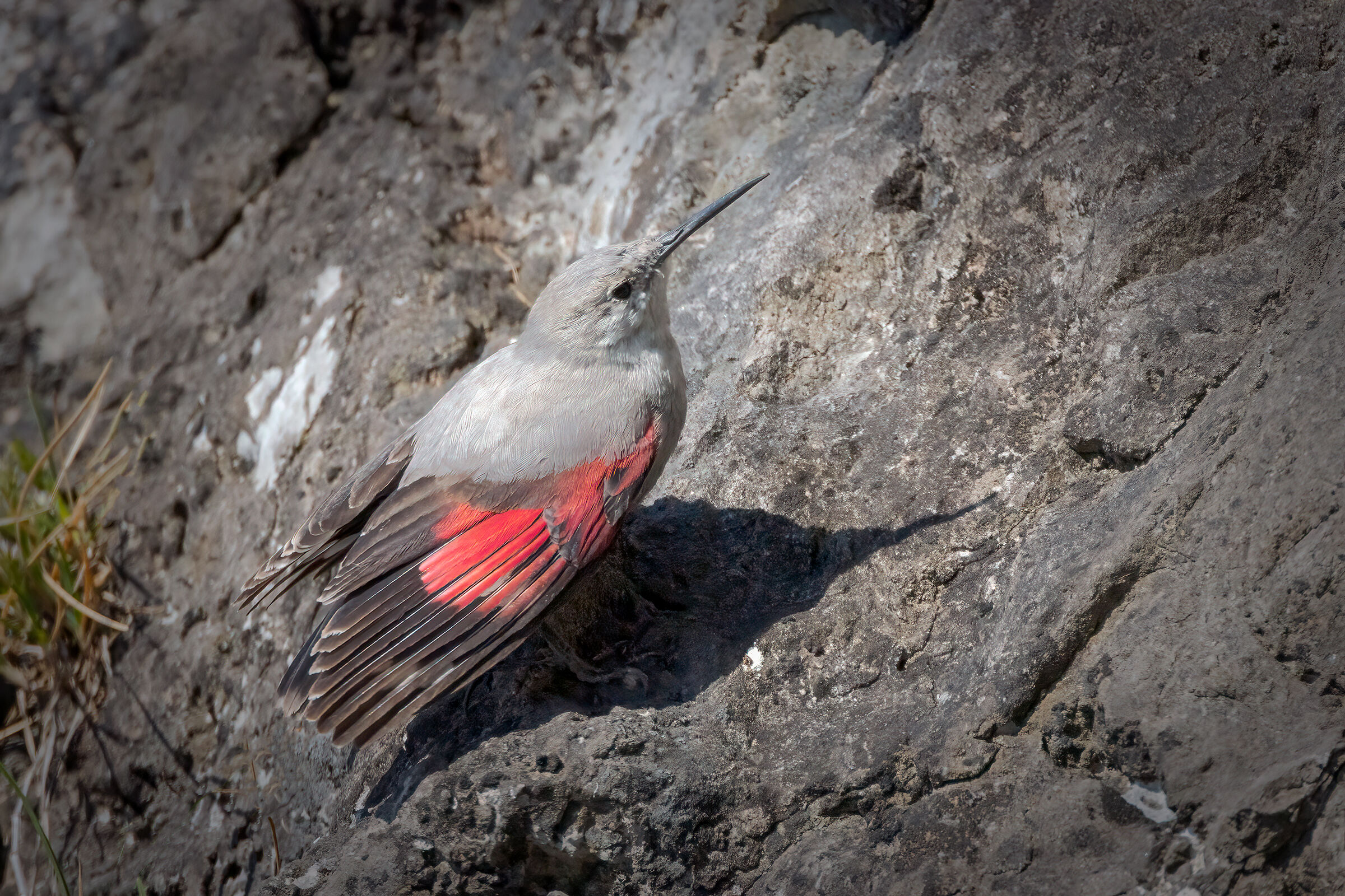 Picchio muraiolo (Tichodroma muraria)