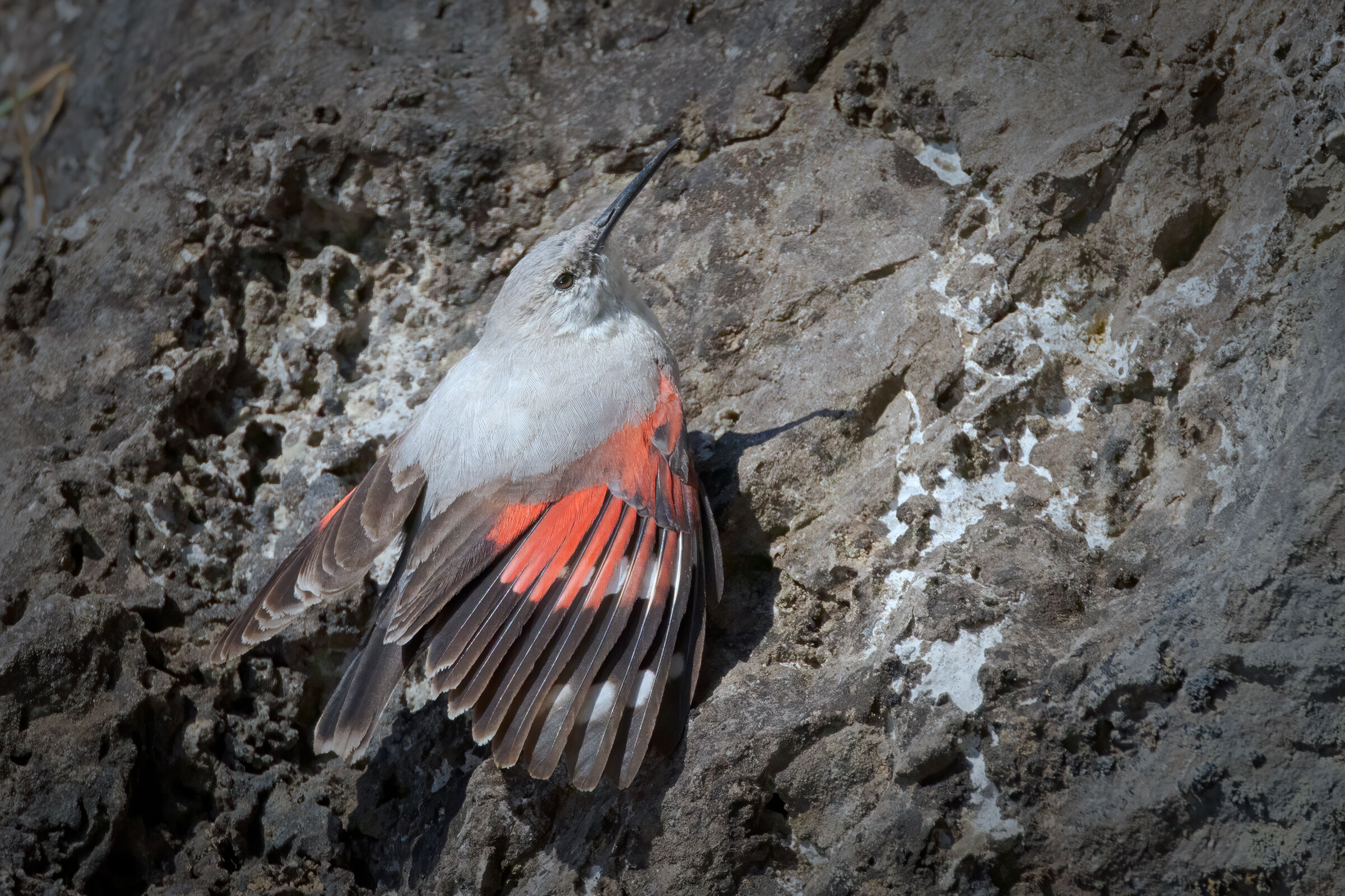 Picchio muraiolo  (Tichodroma muraria)
