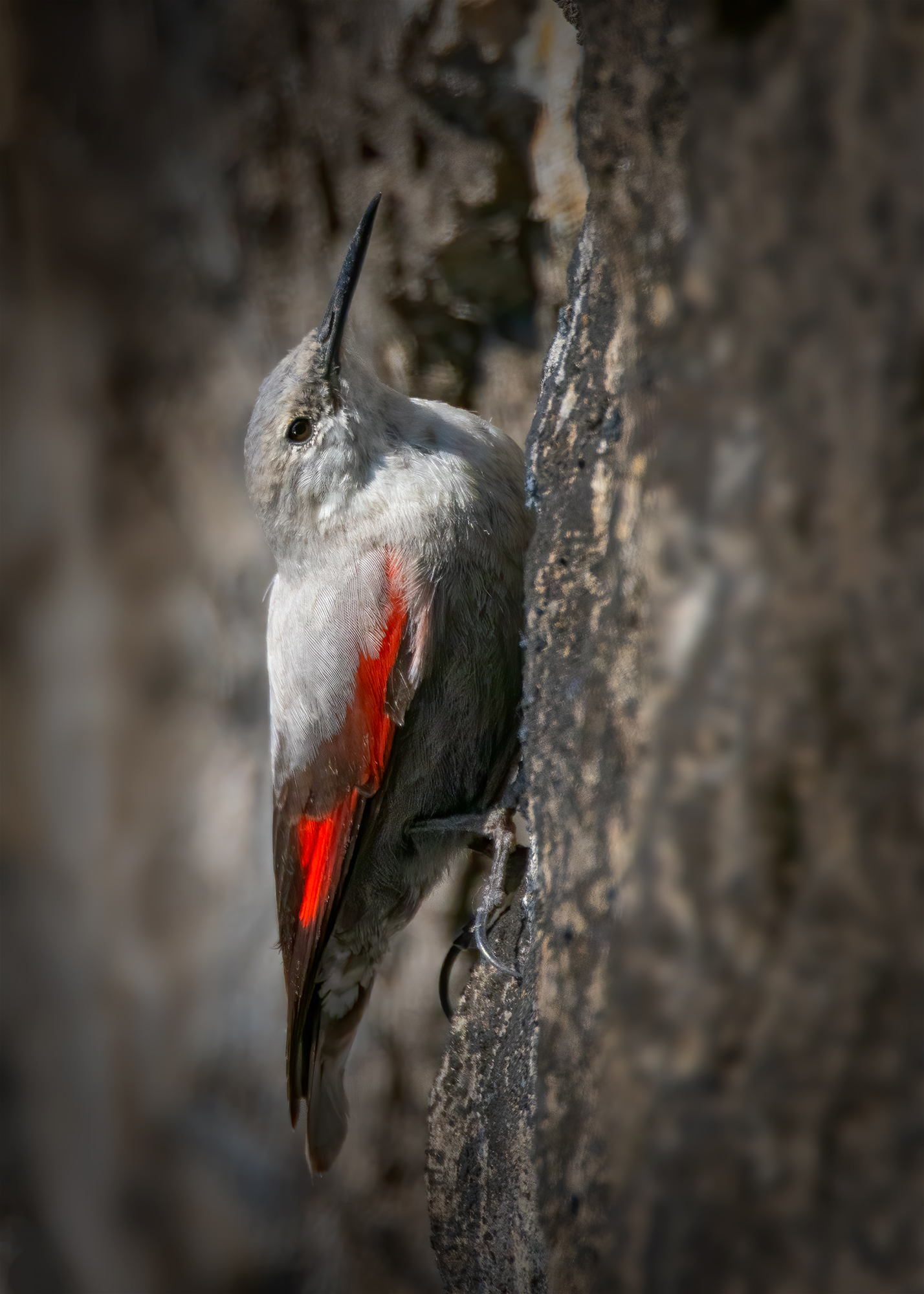 Picchio muraiolo (Tichodroma muraria)