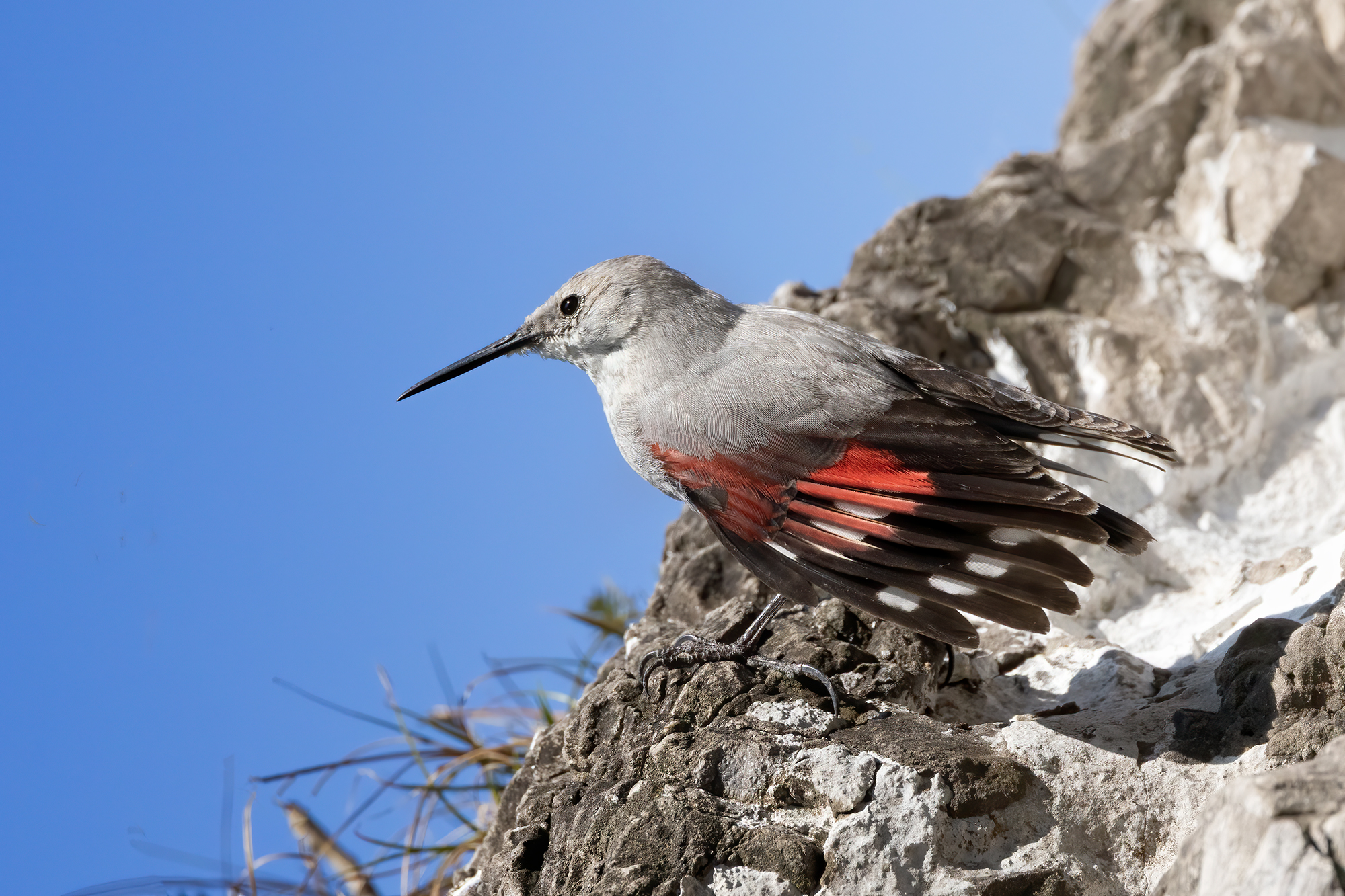Picchio muraiolo (Tichodroma muraria)