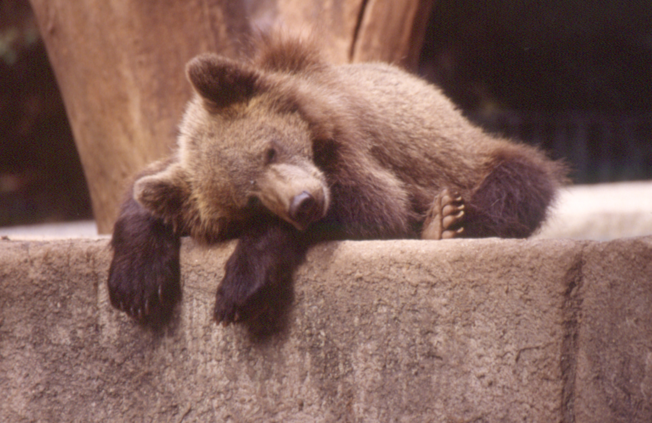 orso