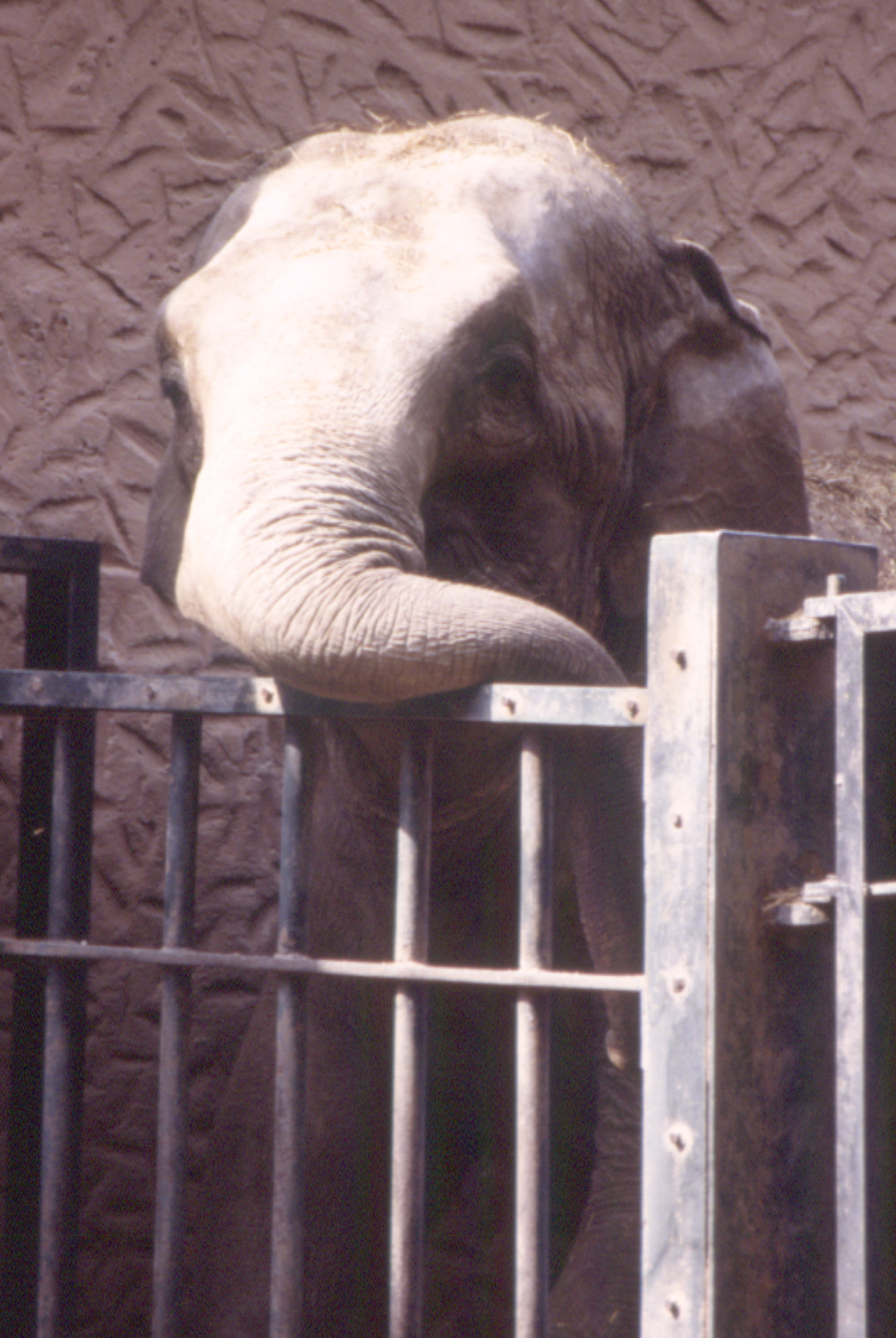 elefante