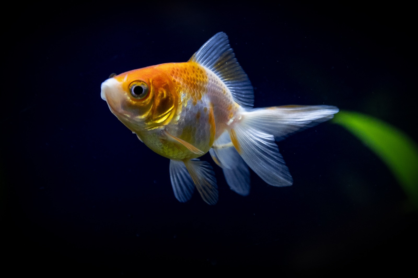 oranda