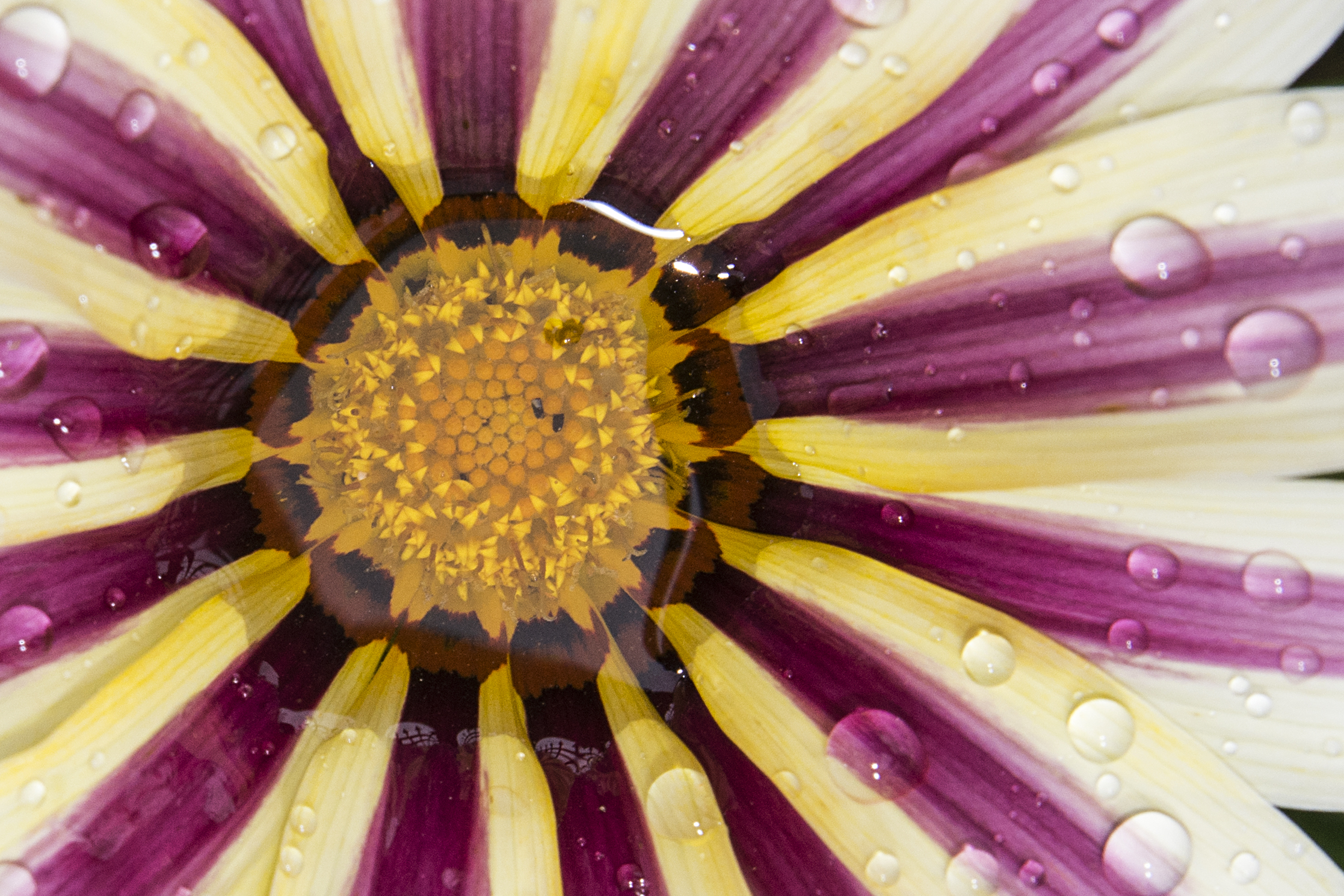 fiore di gocce
