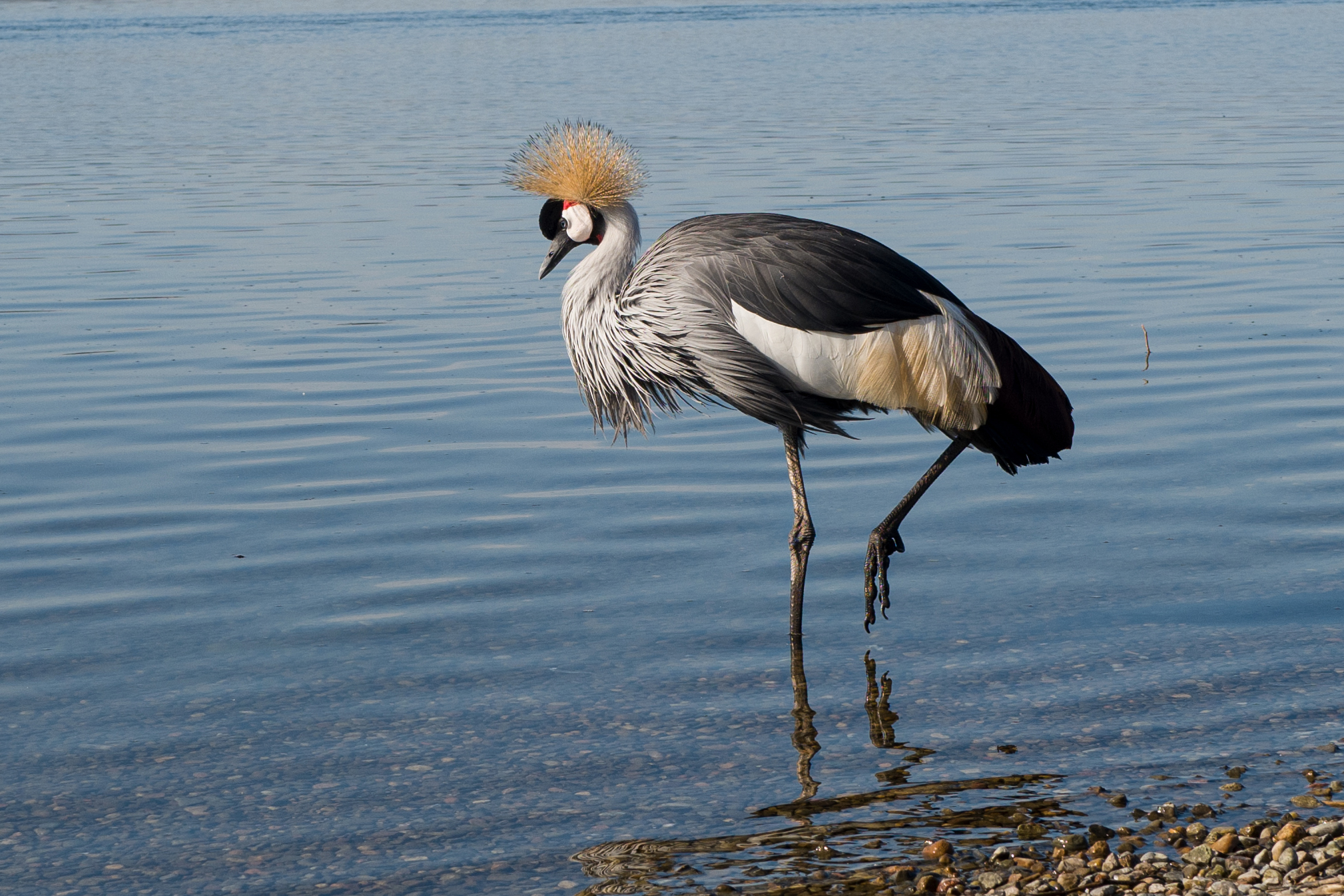 Grey Crowned Crane