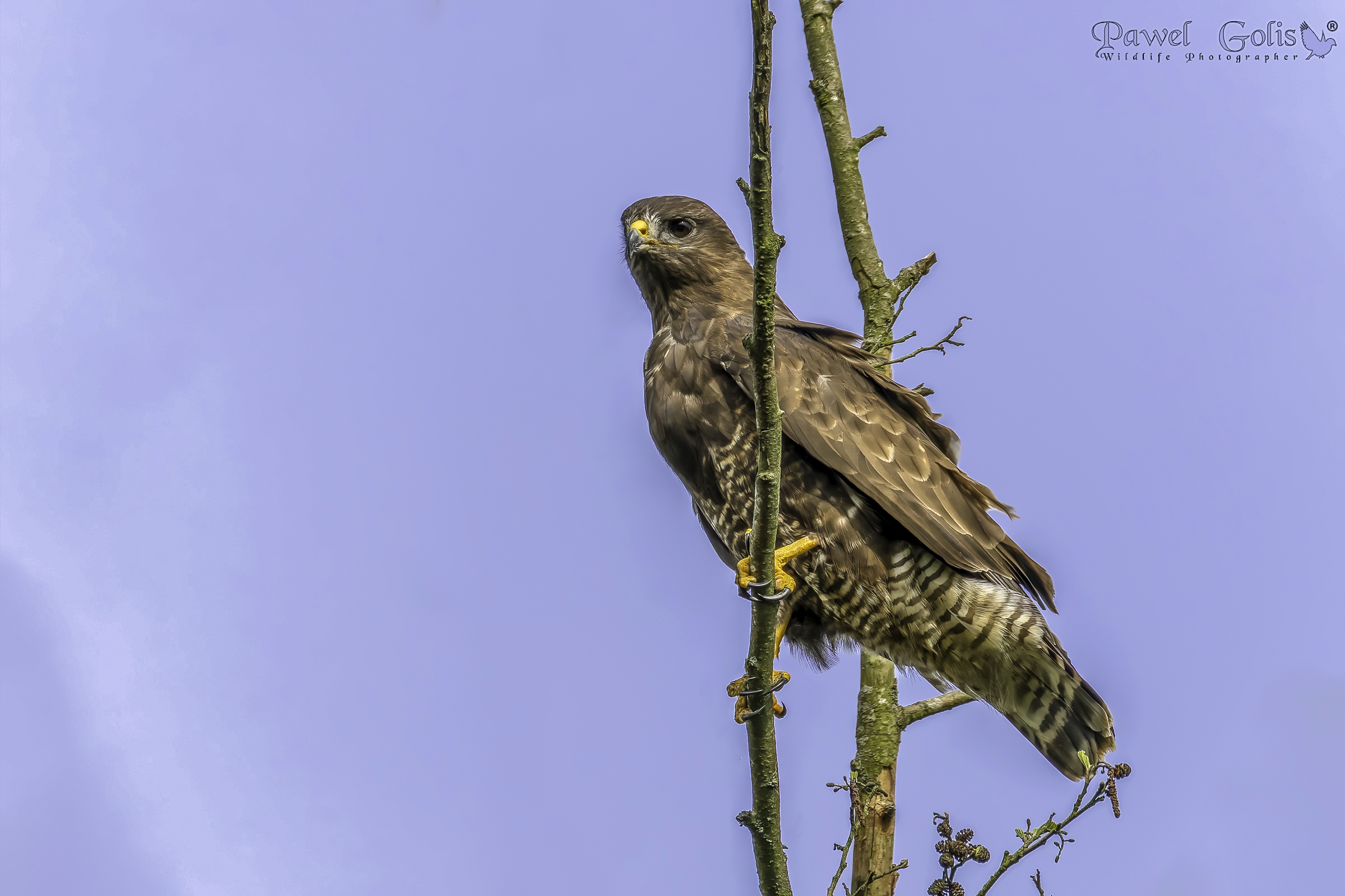 Poiana (Buteo buteo)