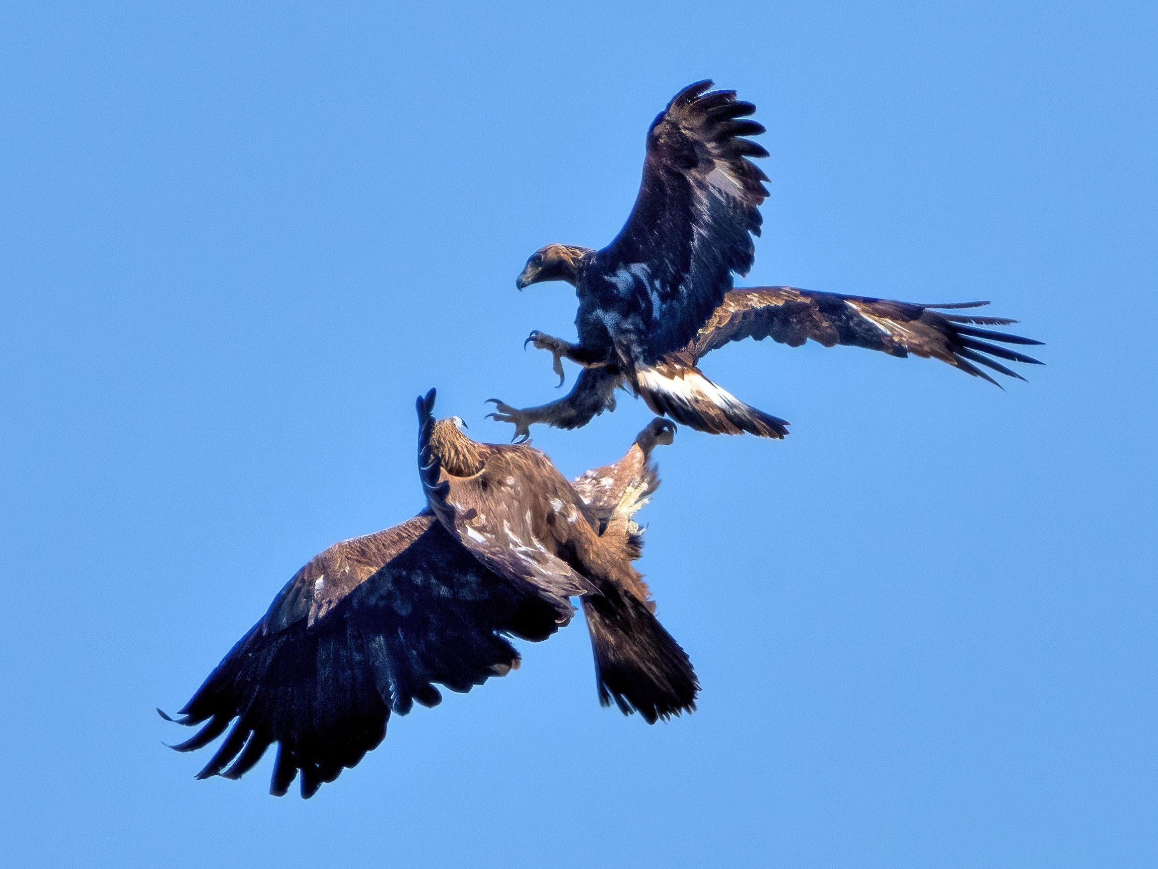 Where they dare... and fight... the Eagles