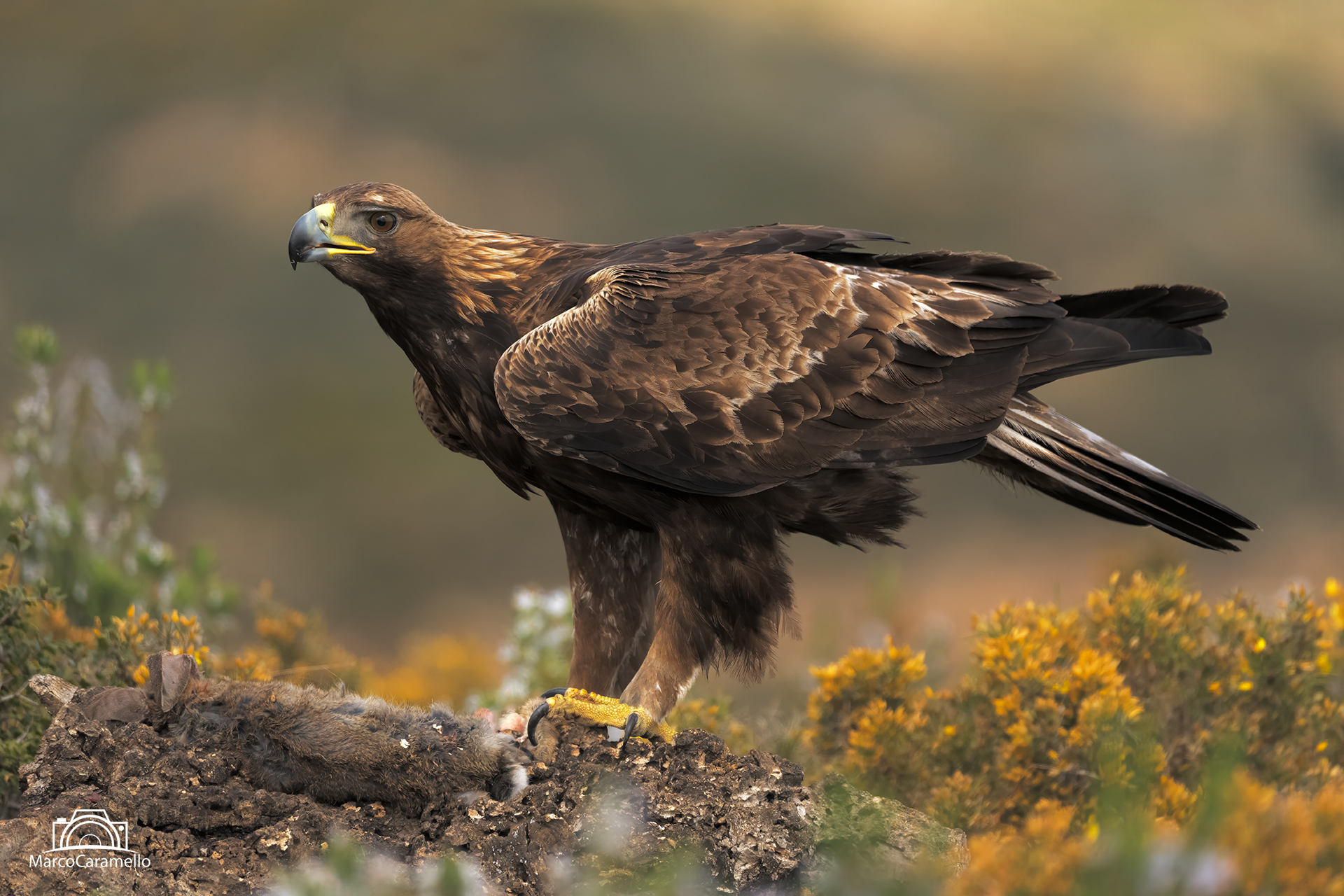 Golden eagle