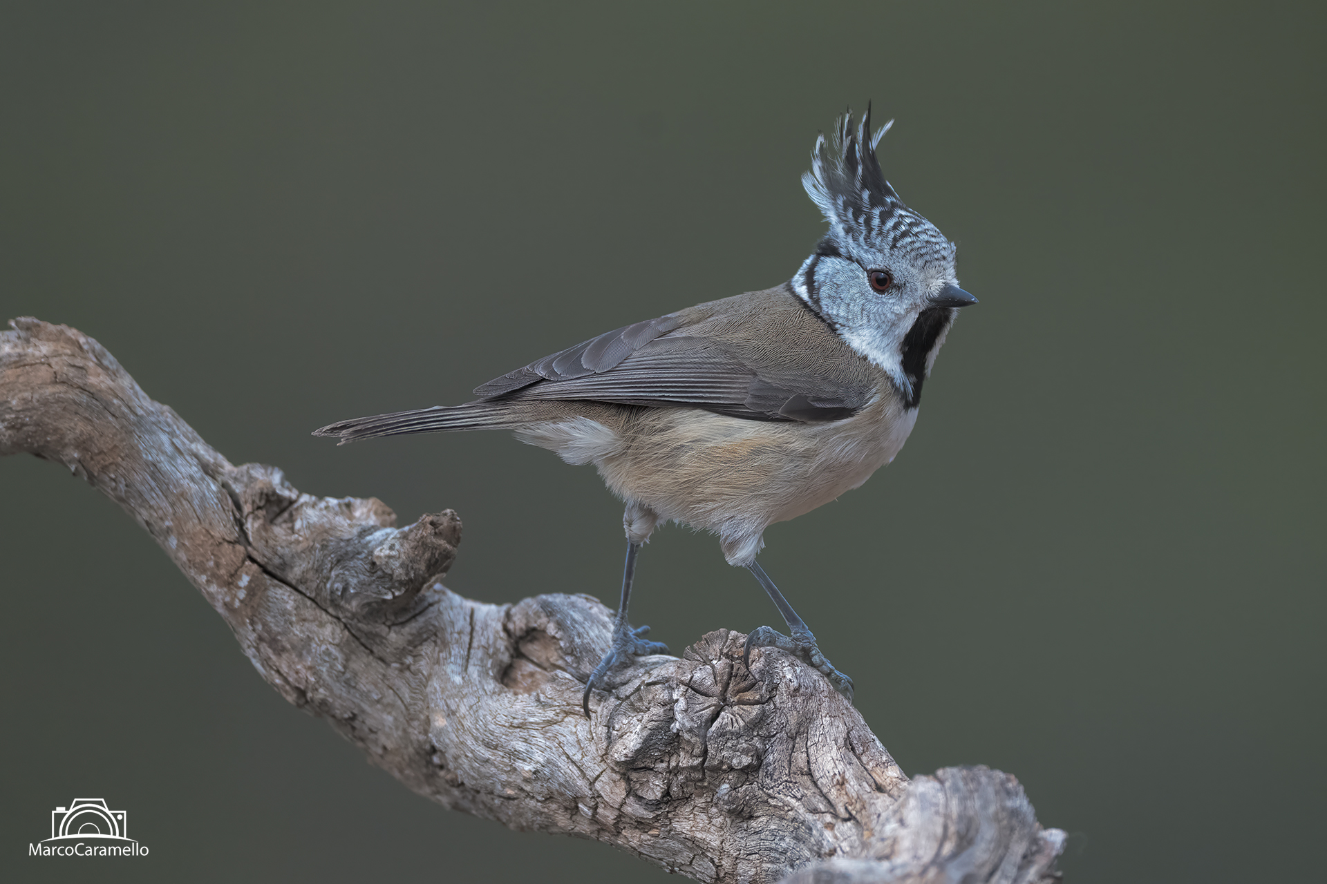 tufted