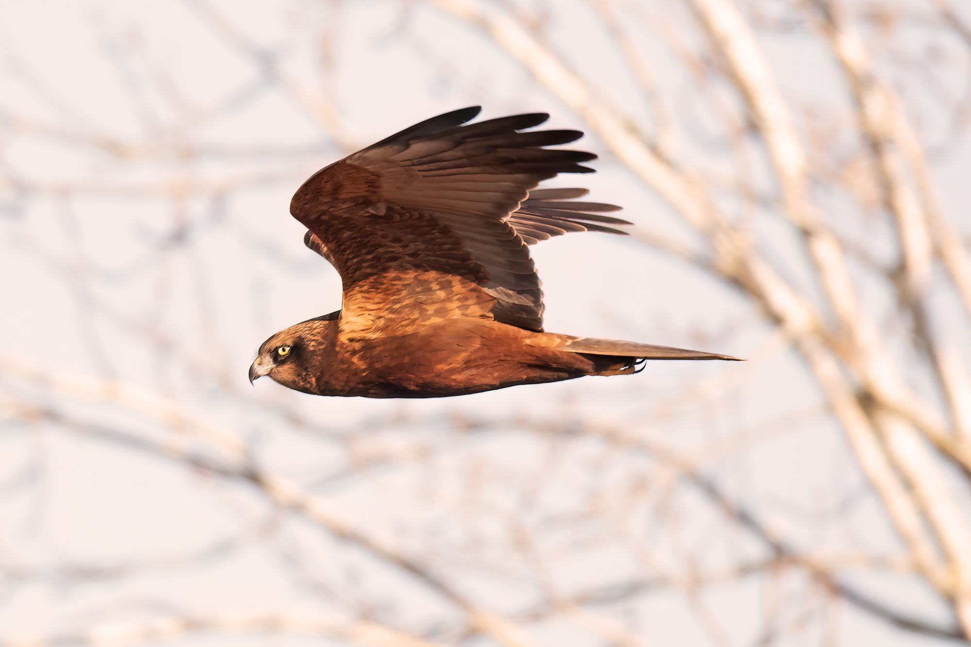 Marsh Harrier