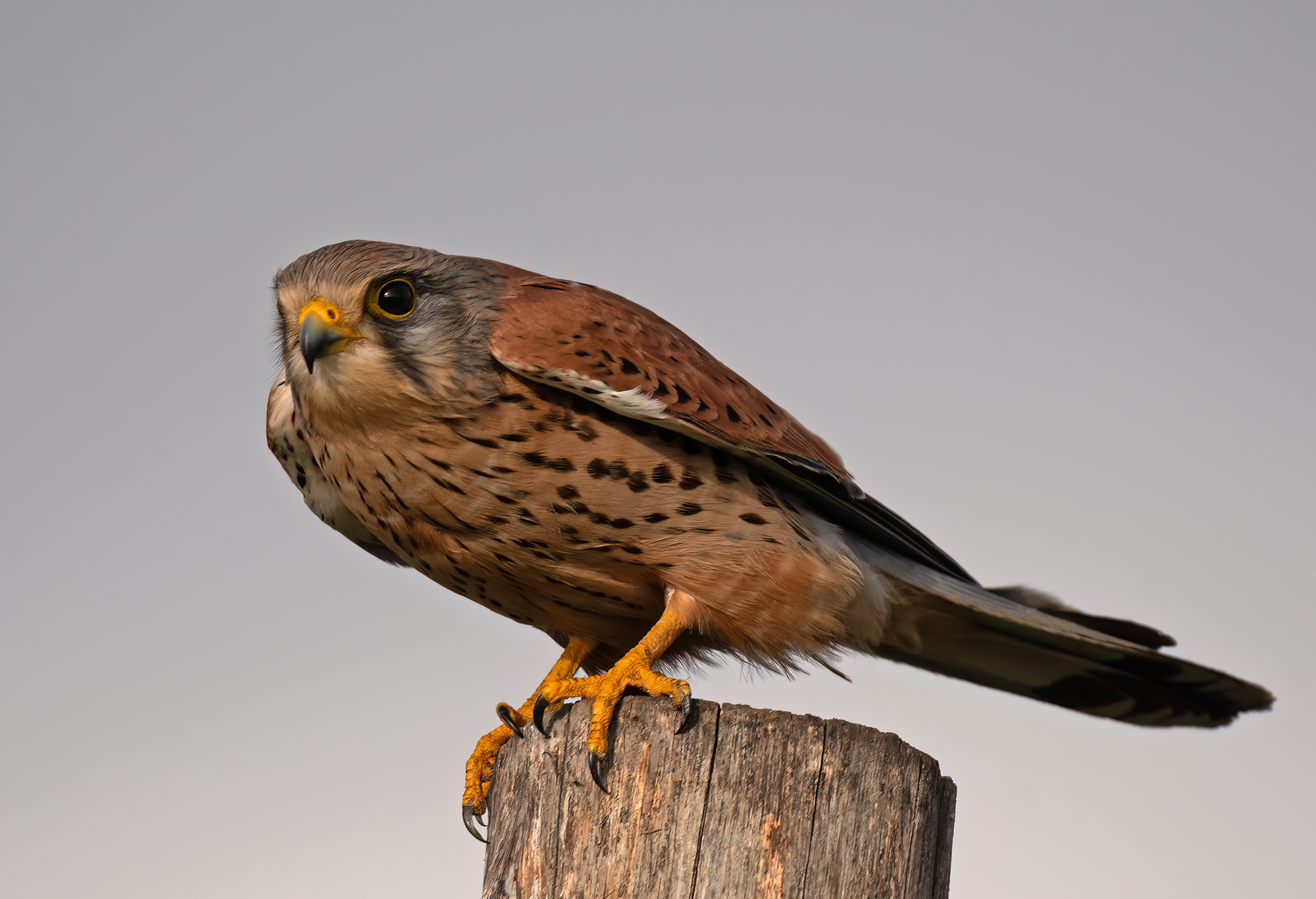 kestrel