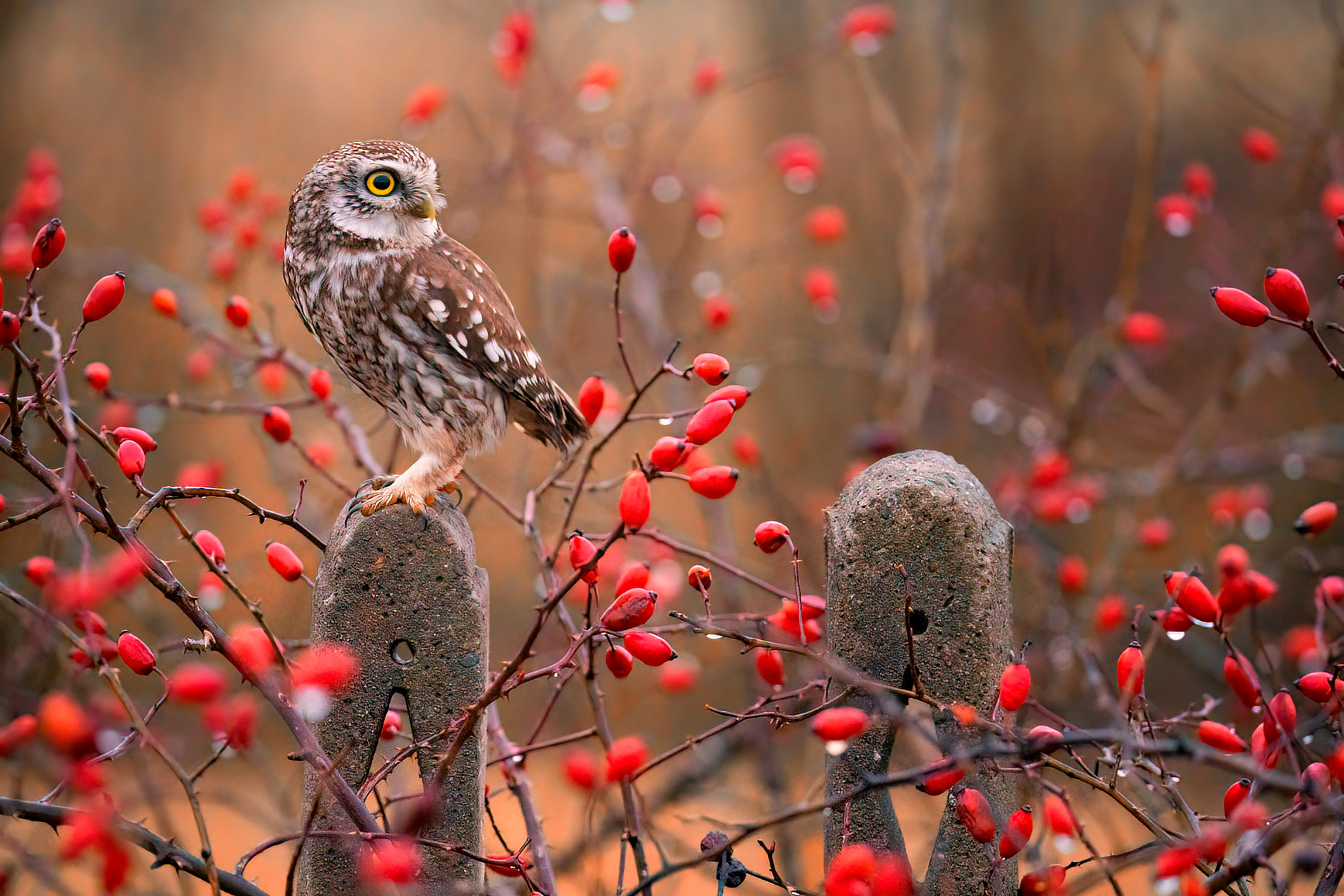 owl