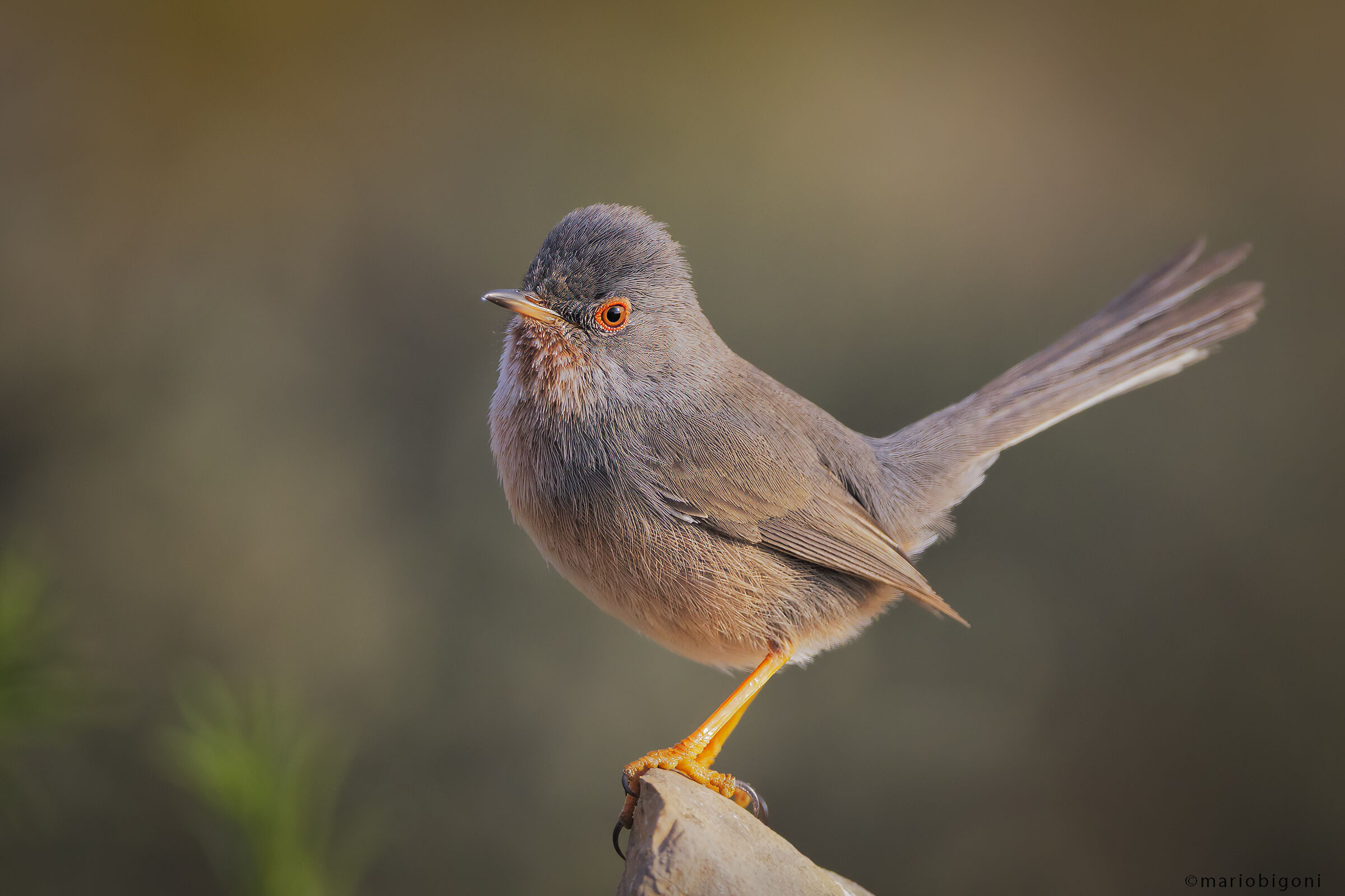 Dartford warbler