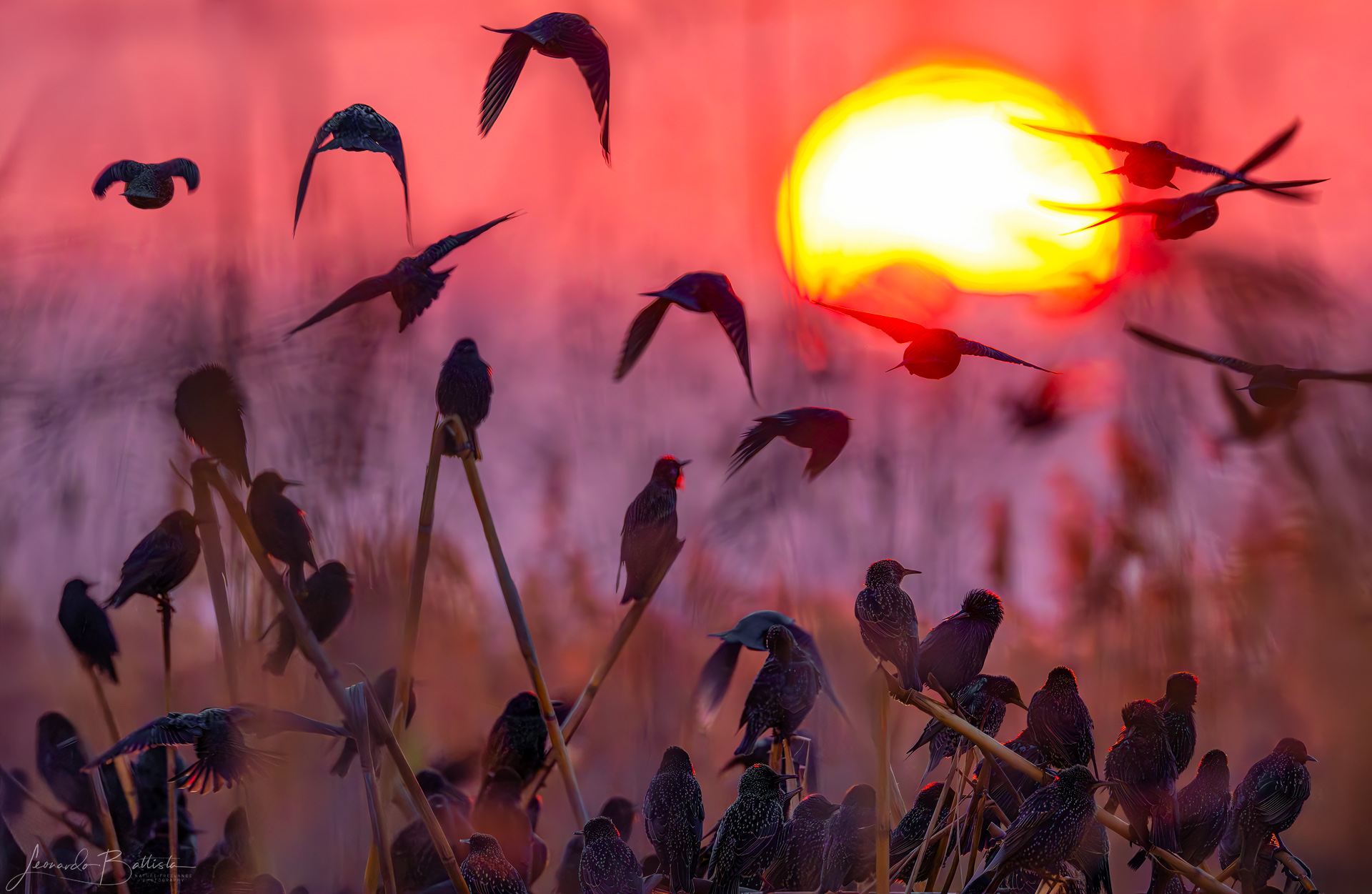 Starlings at sunset