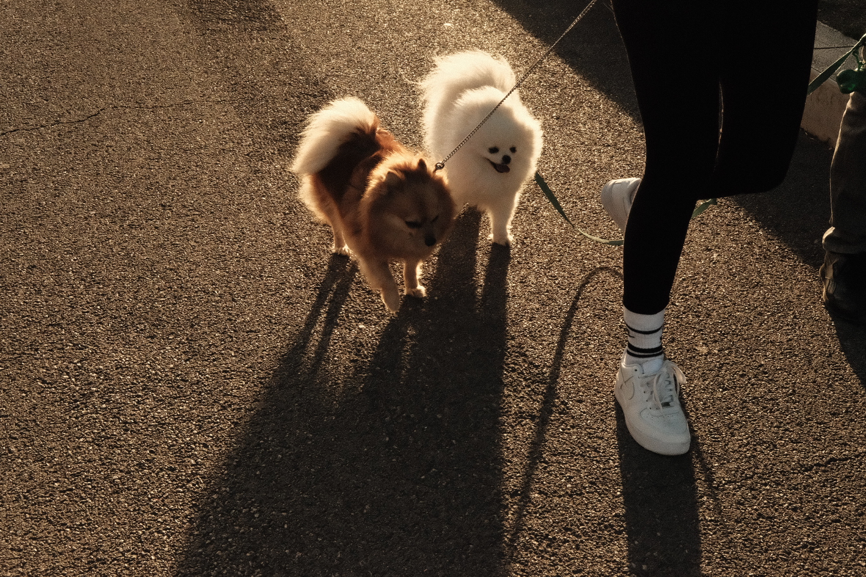 Amici a passeggio