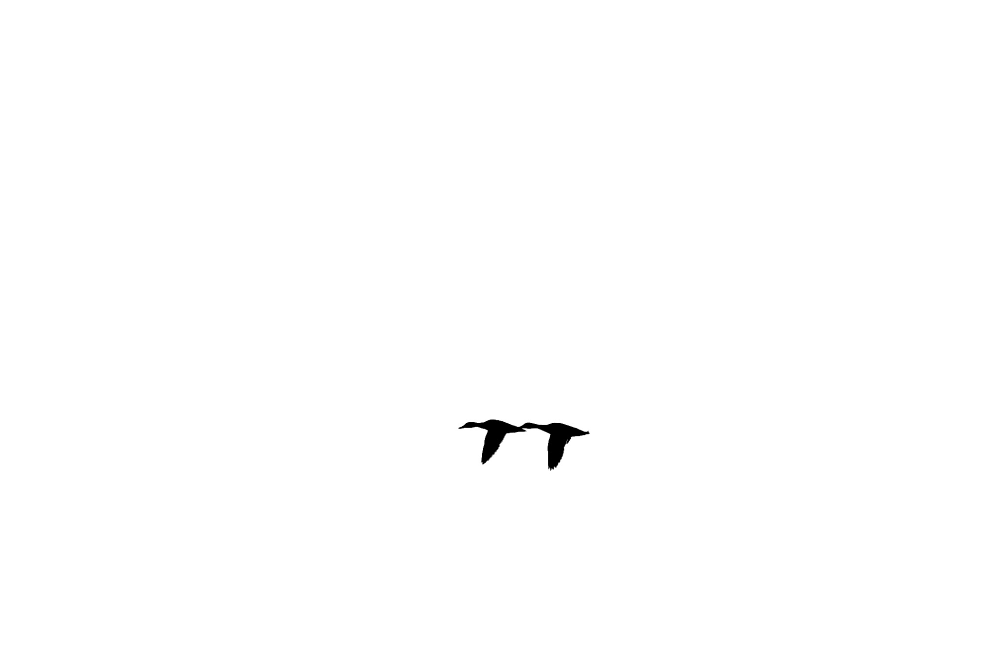 anatre in volo