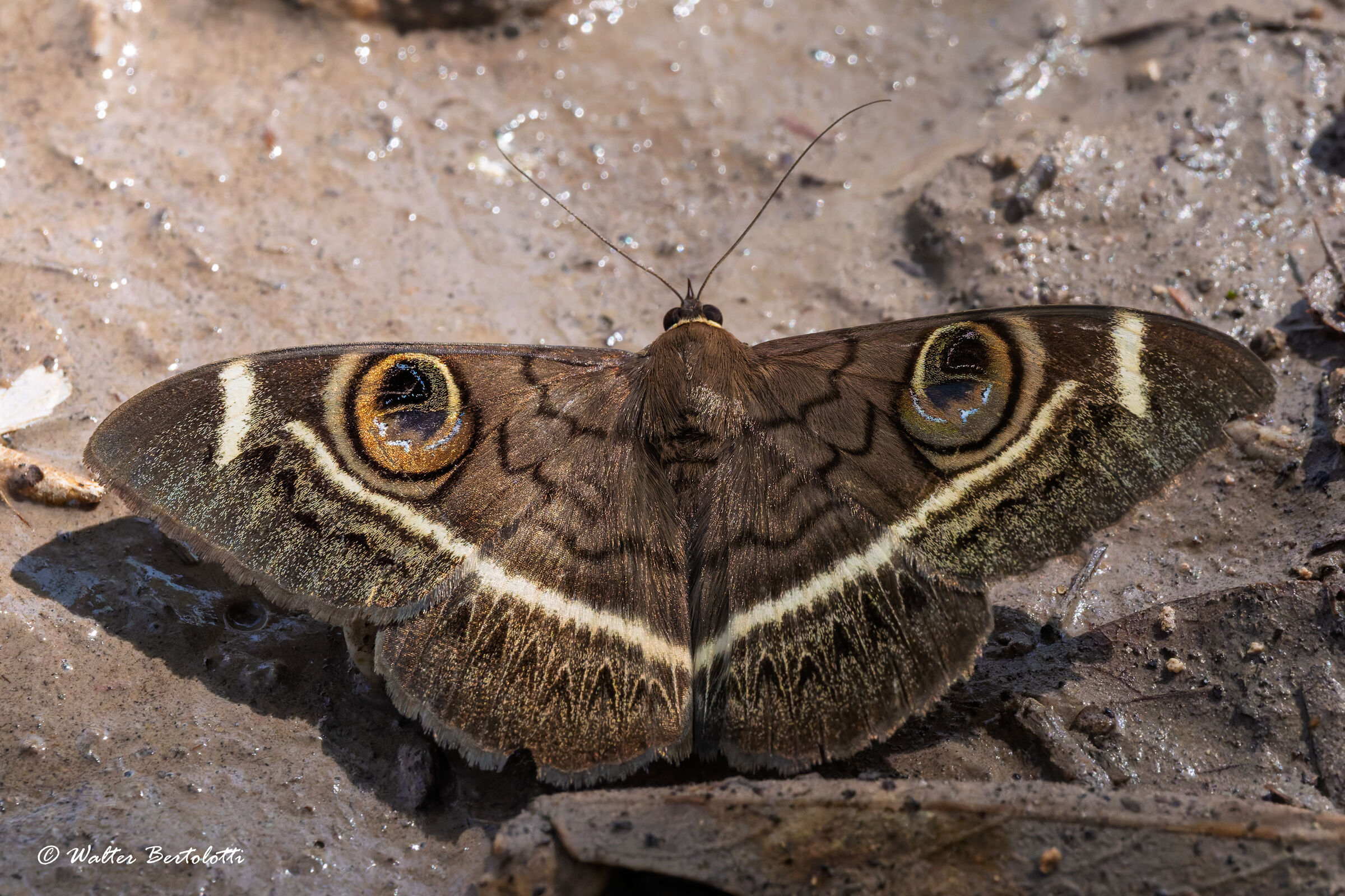 Cyligramma latona