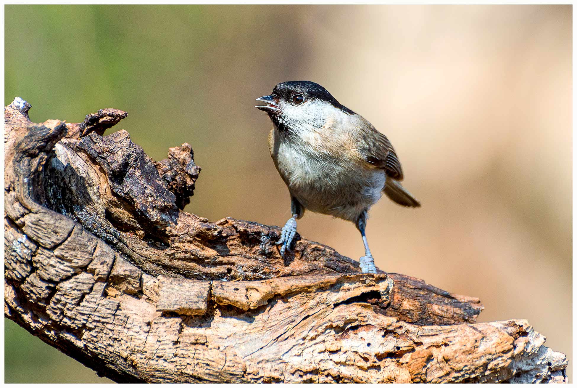 Cincia mora (Periparus ater (Linnaeus)