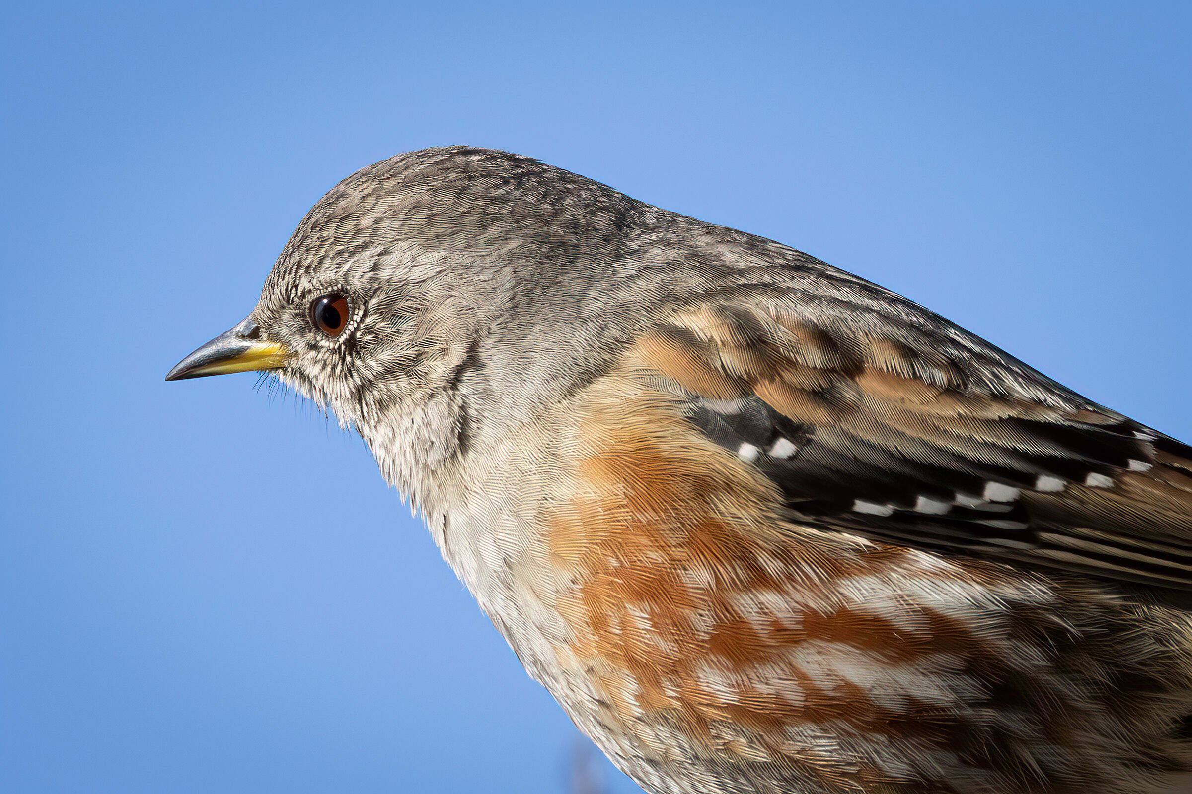 "Fototessera" Sordone (Prunella collaris)