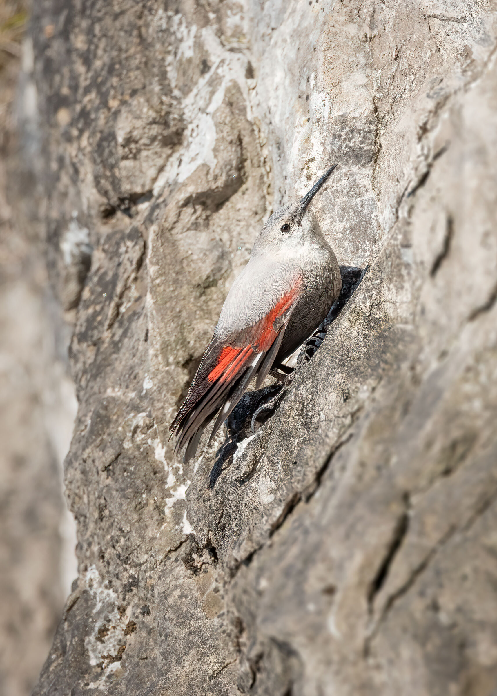 Picchio muraiolo ambientato (Tichodroma muraria)
