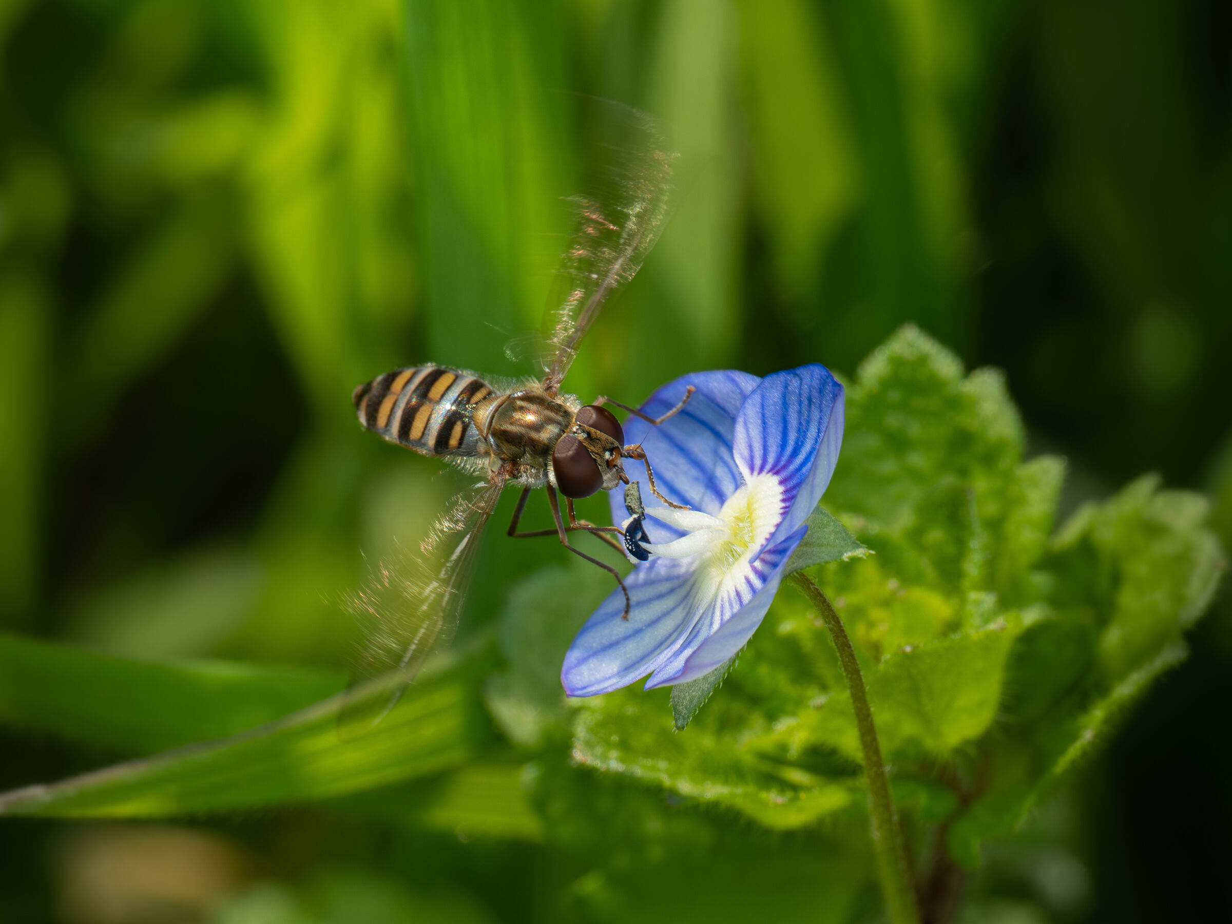 Episyrphus balteatus