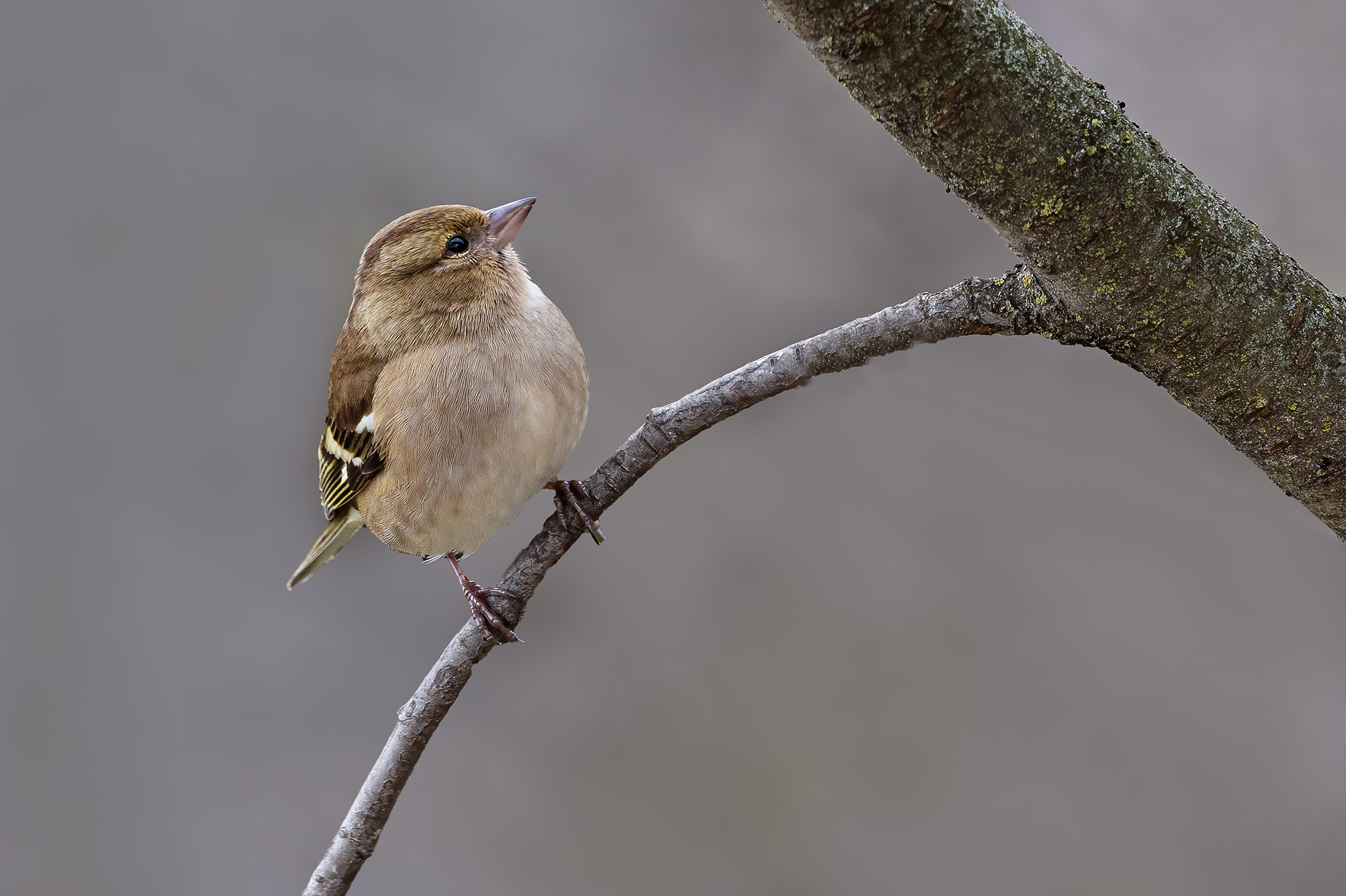 Chaffinch