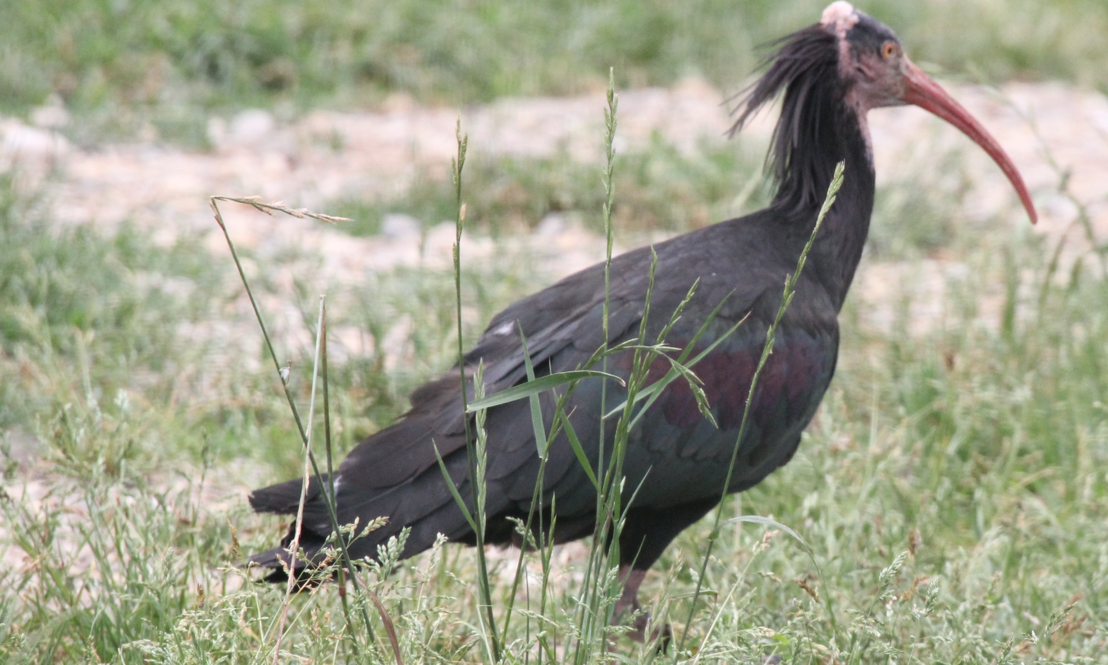 ibis eremita