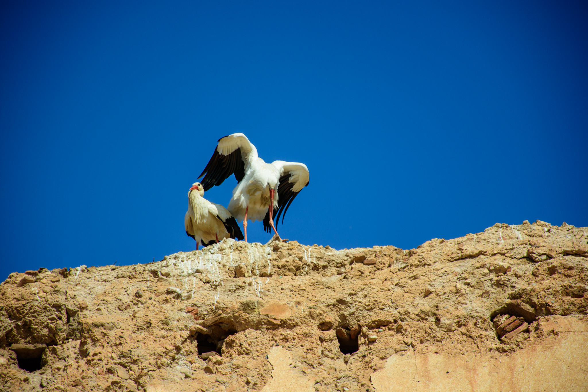 The storks of Marrakech