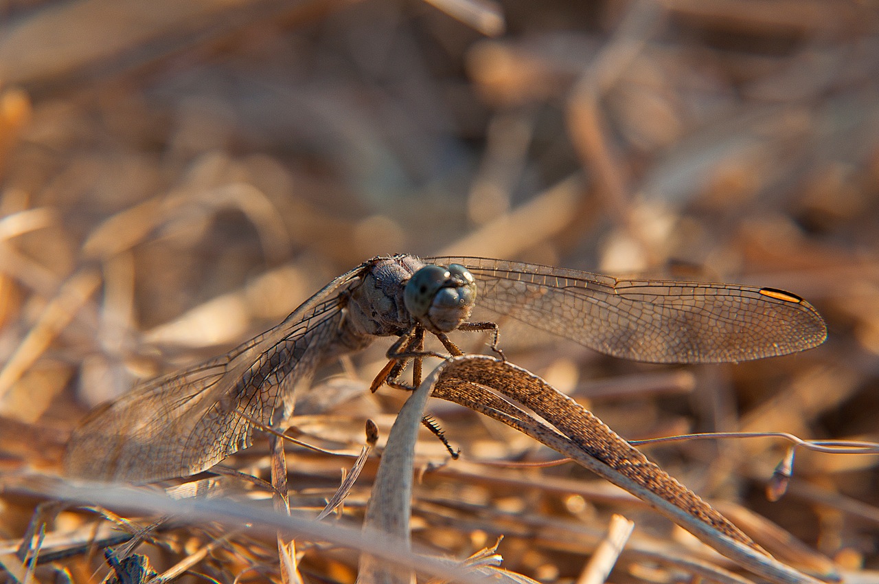 Libellula