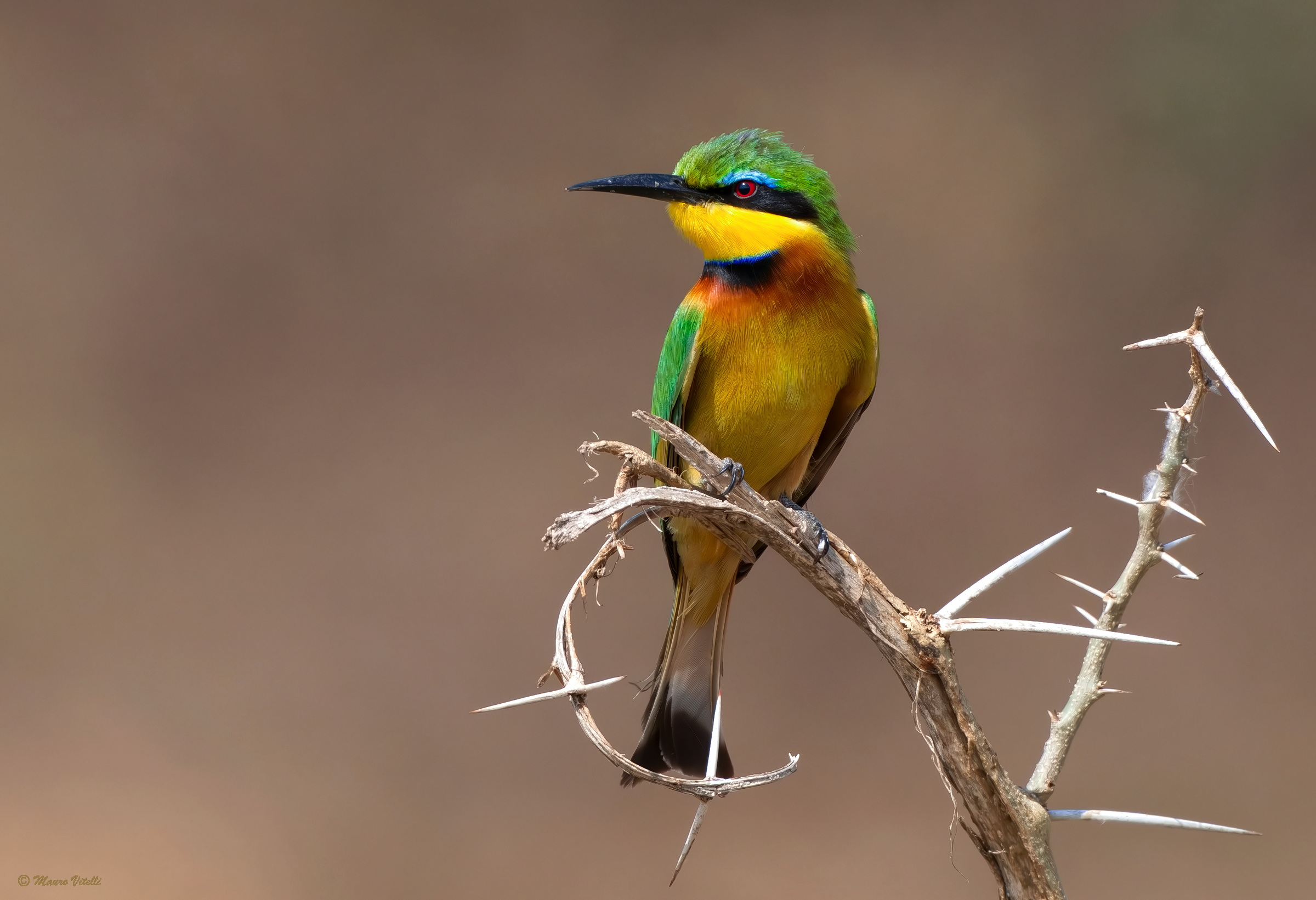 Gruccione minore (Merops pusillus)
