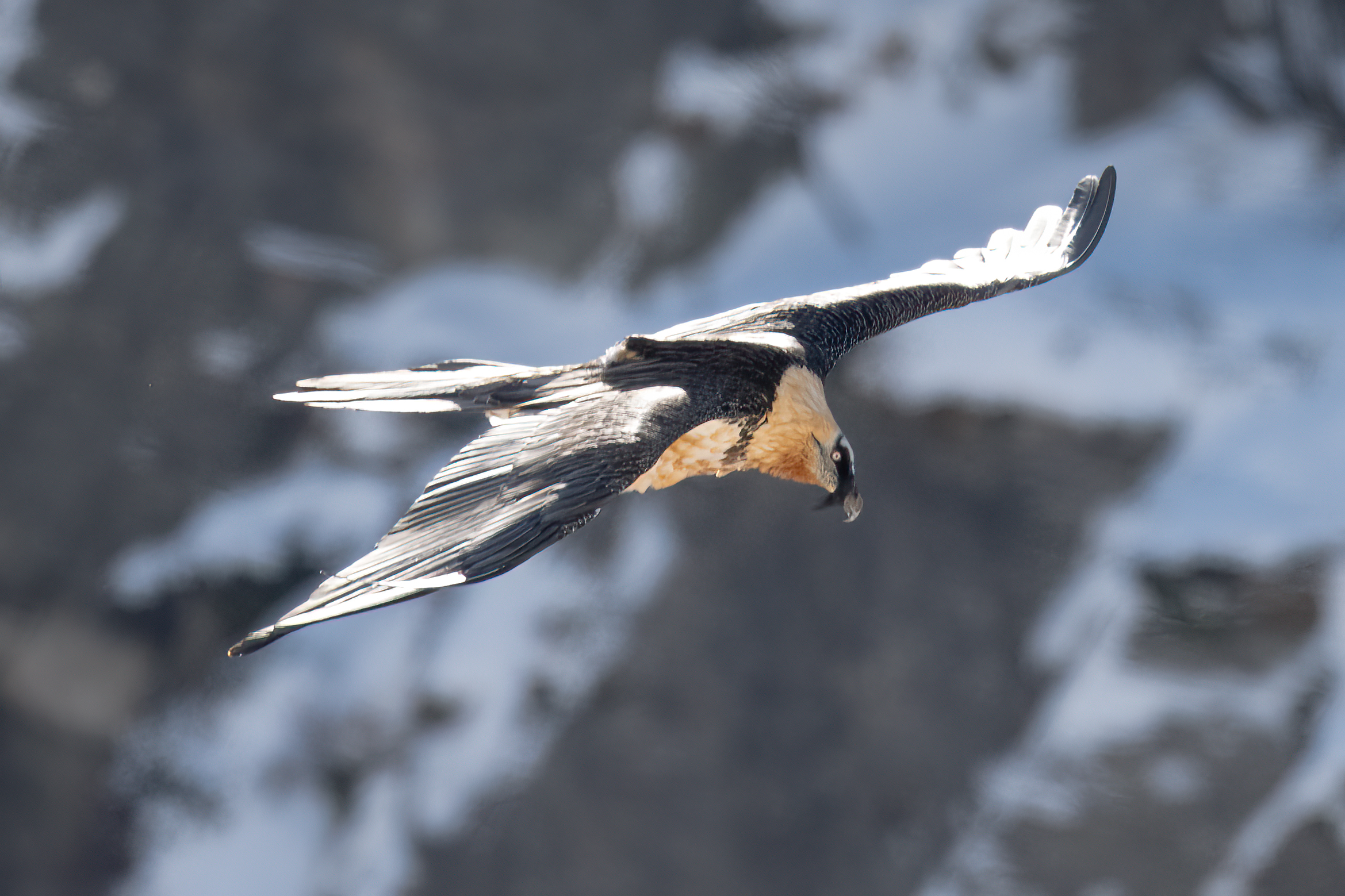 Bearded vulture