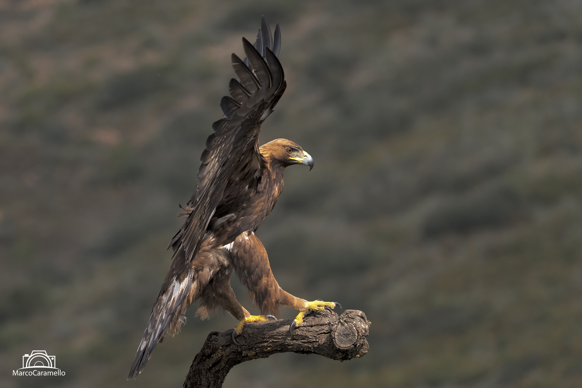 Aquila reale