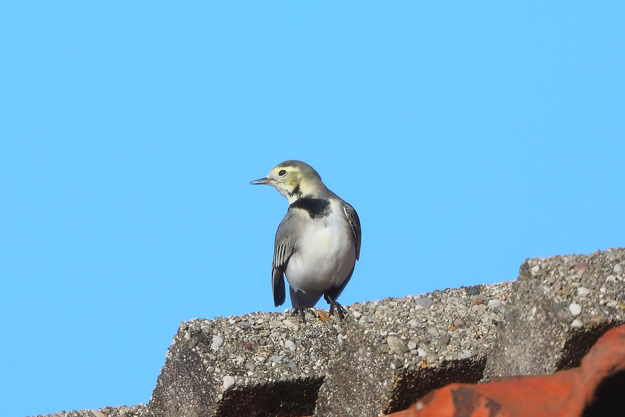 Ballerina B 30 ottobre 2024 - 0079