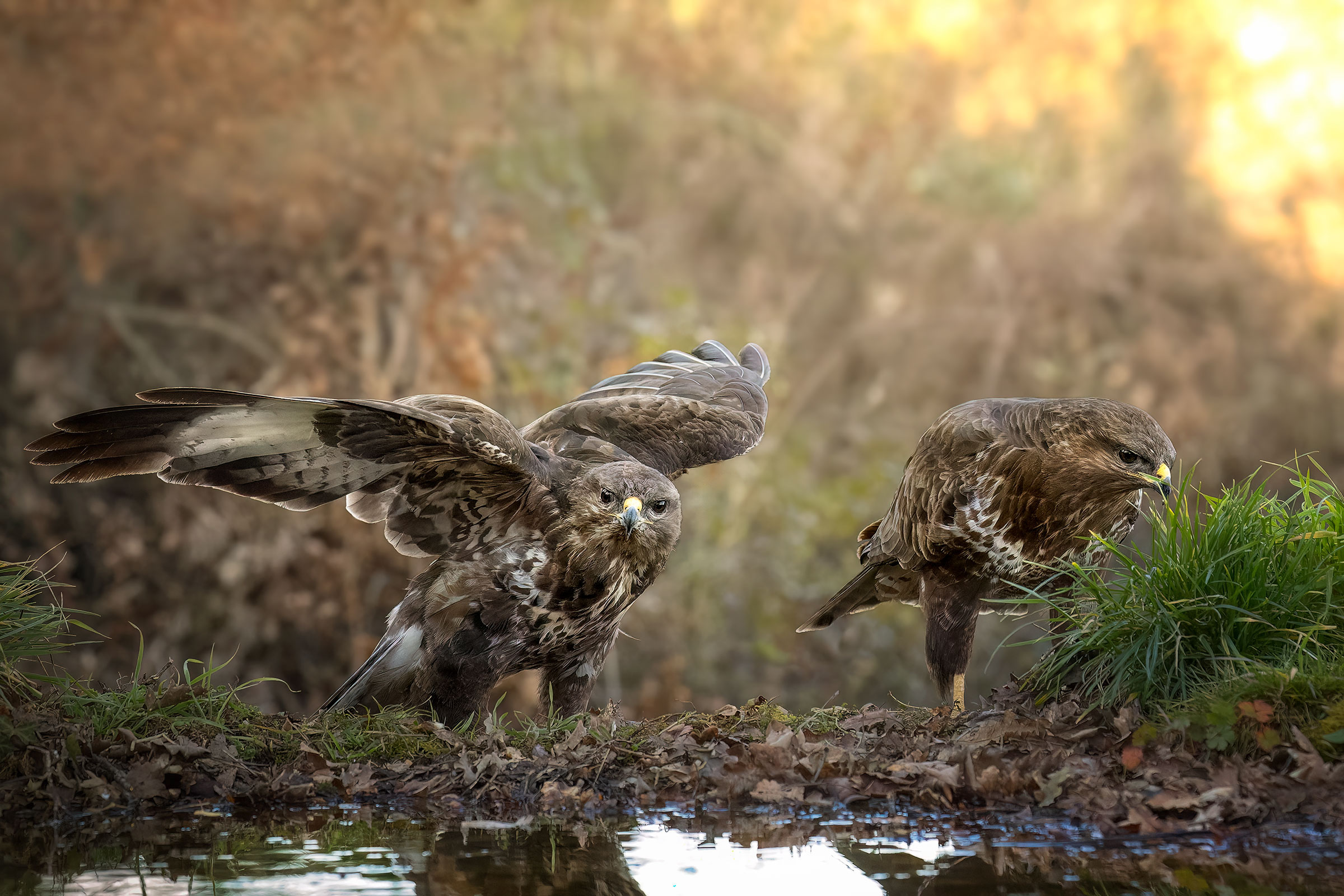 E poi, si fece sera ....