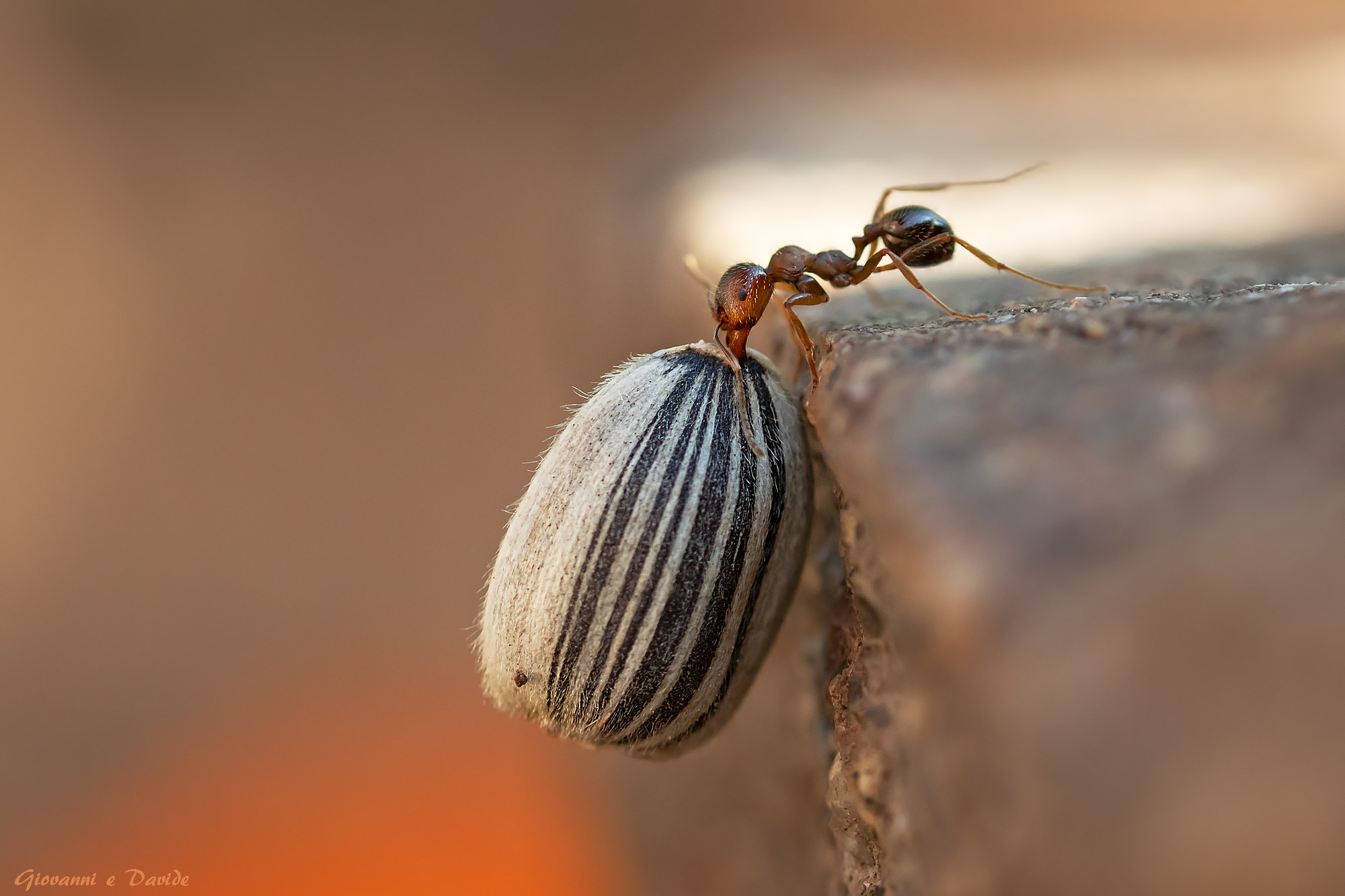 ... Short cycle of a seed...