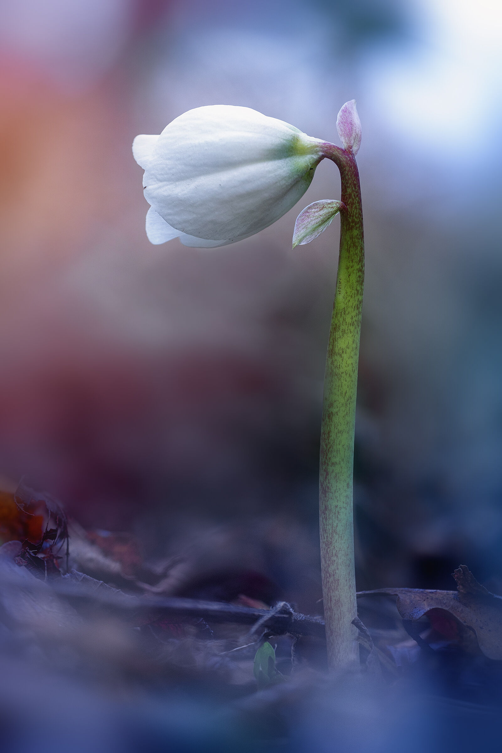 Helleborus niger