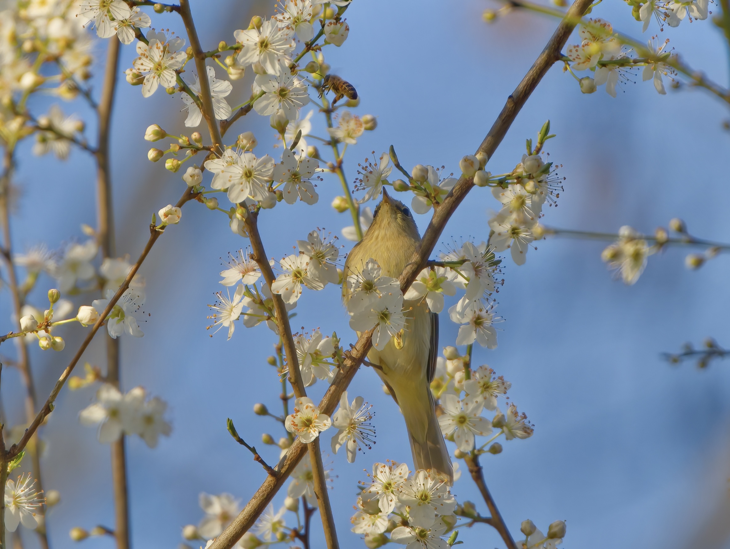 e' arrivata la primavera