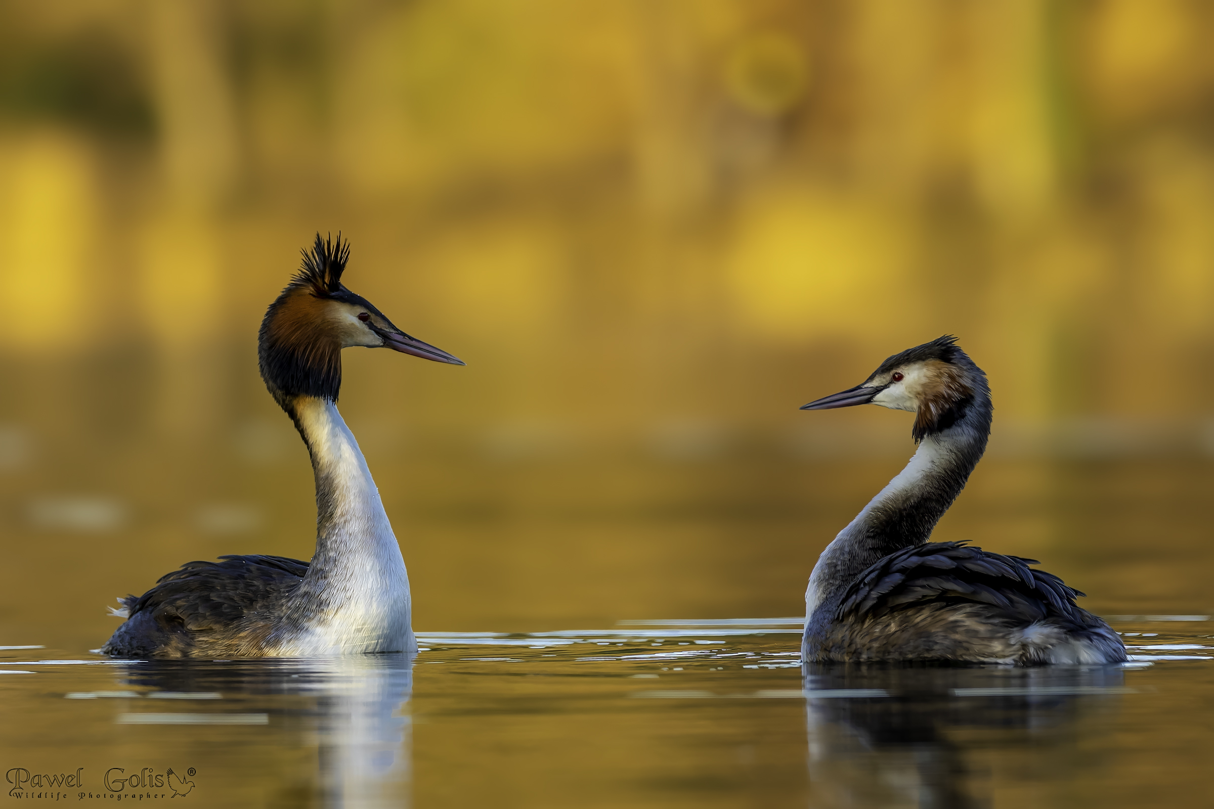 Svasso maggiore (Podiceps cristatus)