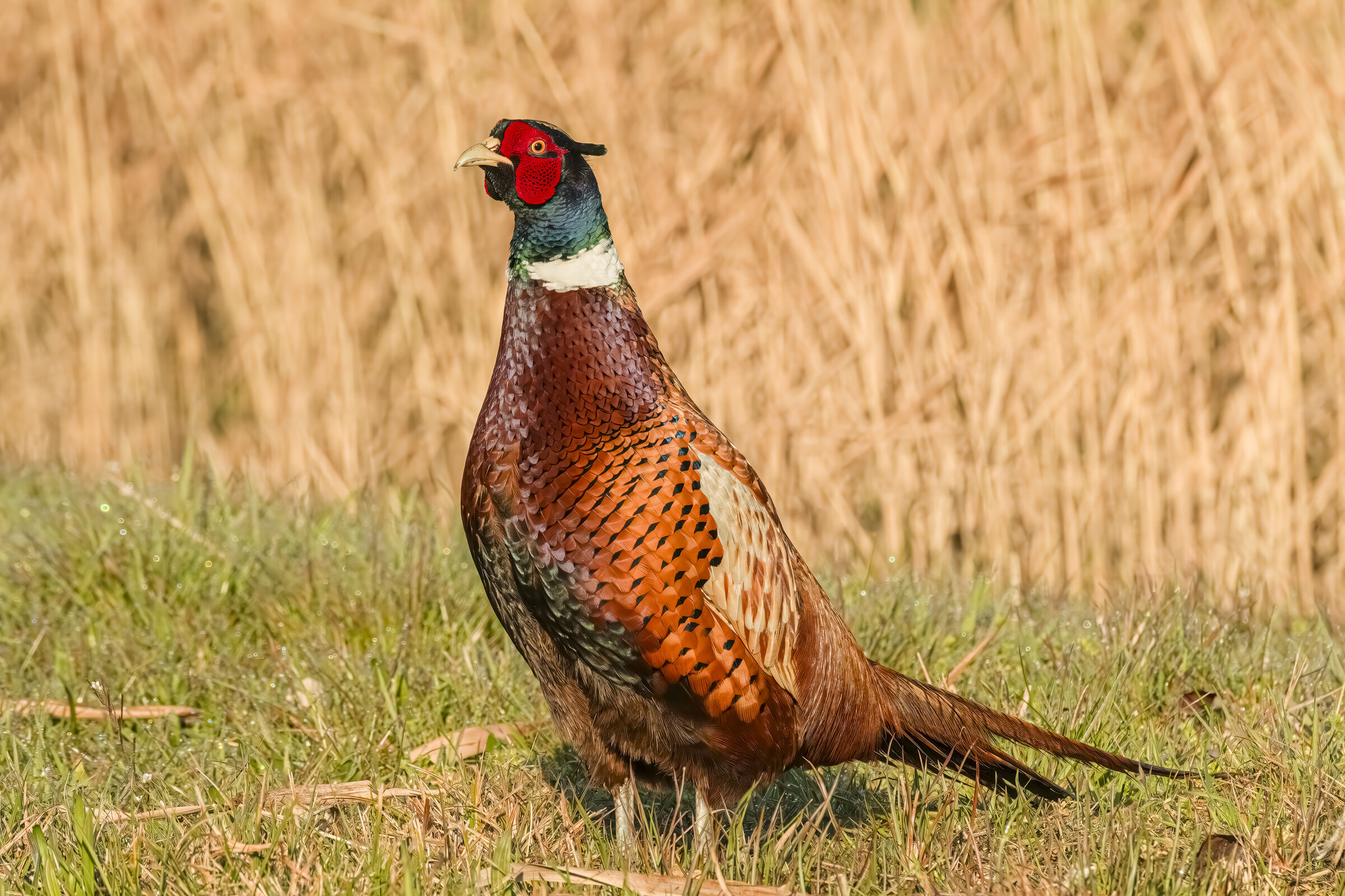 Pheasant