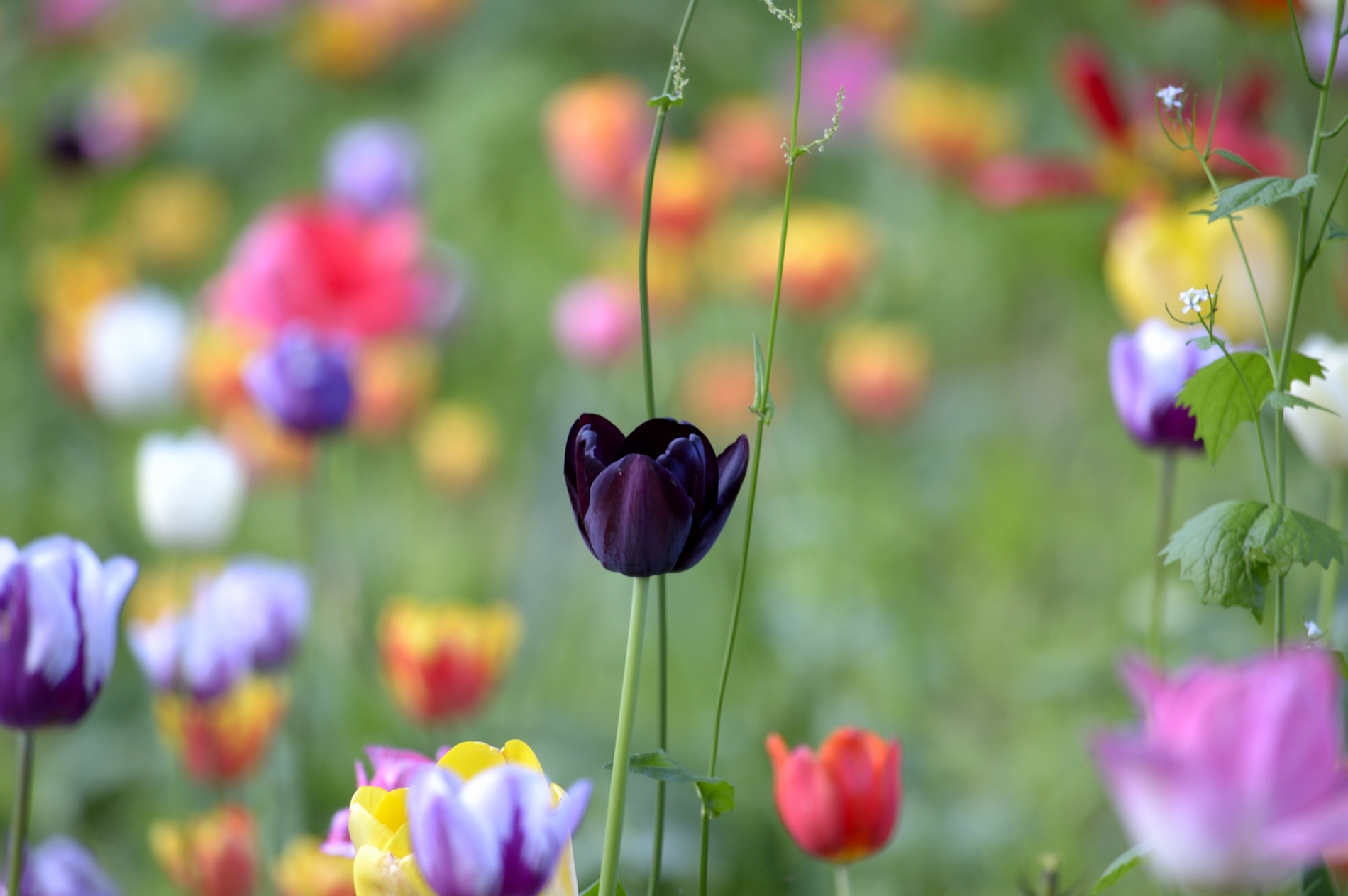 Black Tulip