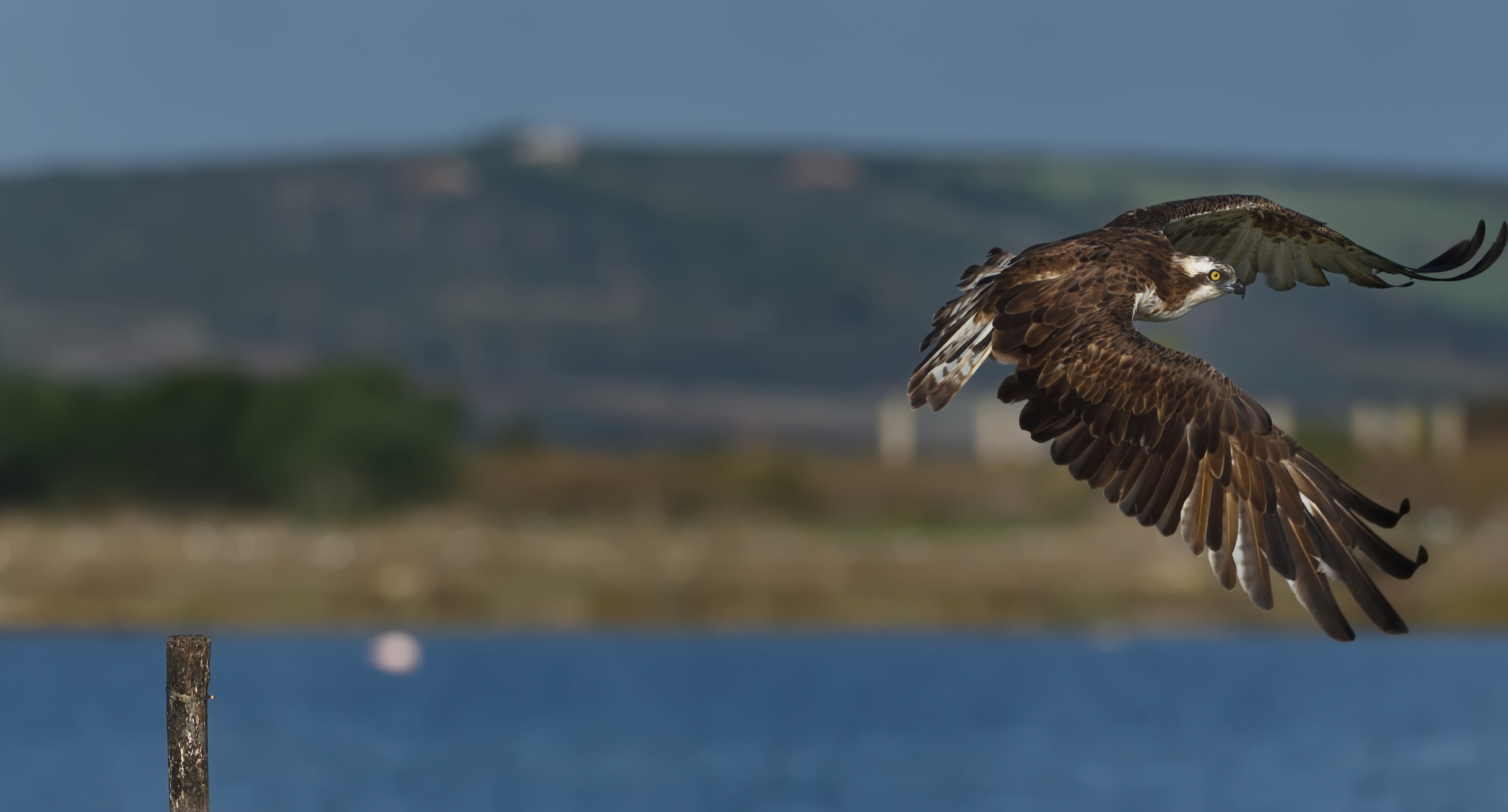 La velocissima fuga dal gabbiano