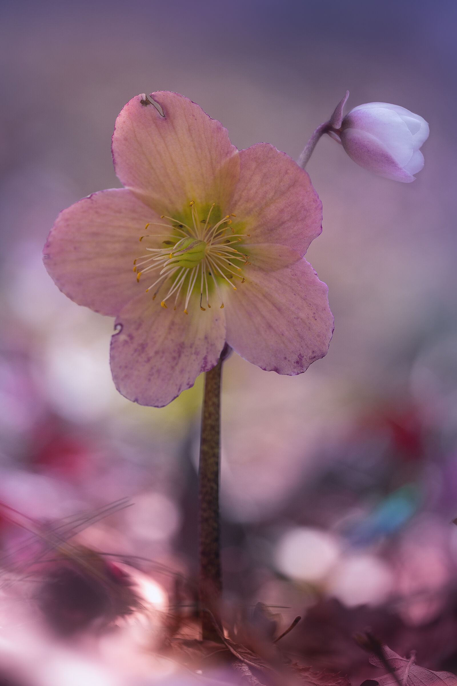 Helleborus niger