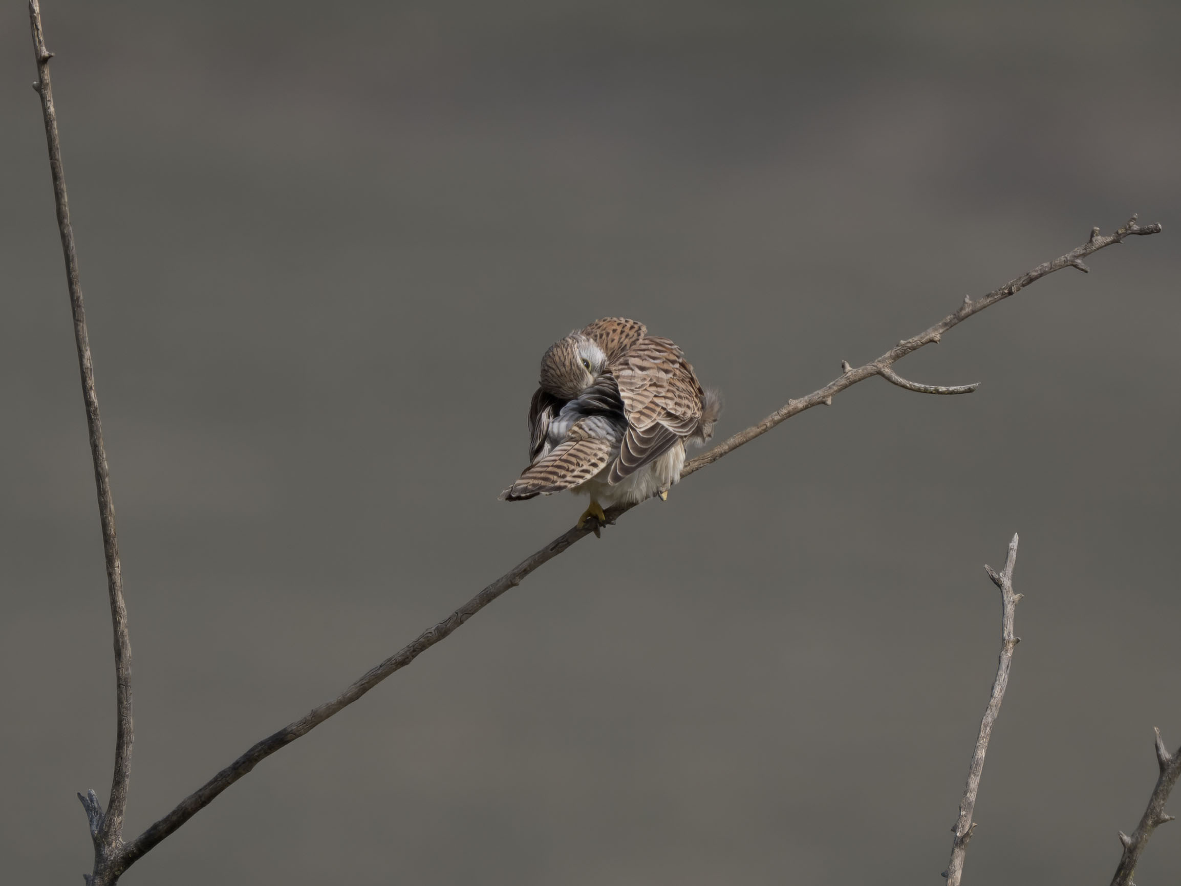 Kestrel