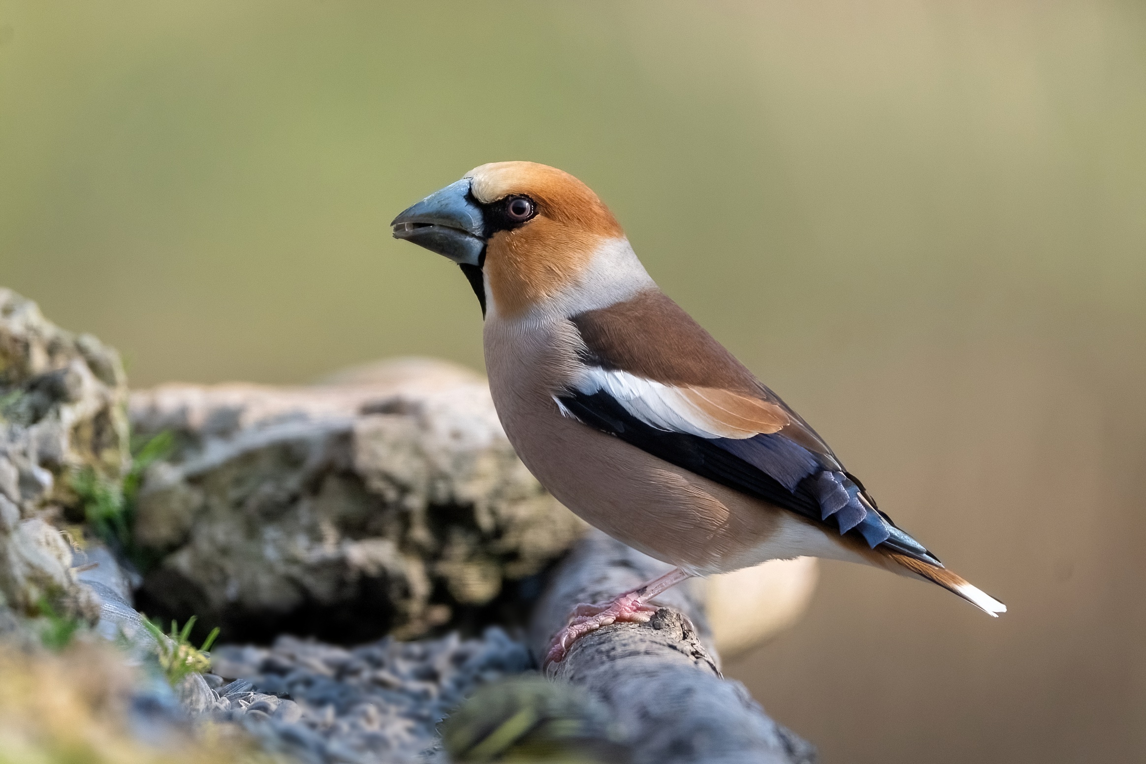 Hawfinch
