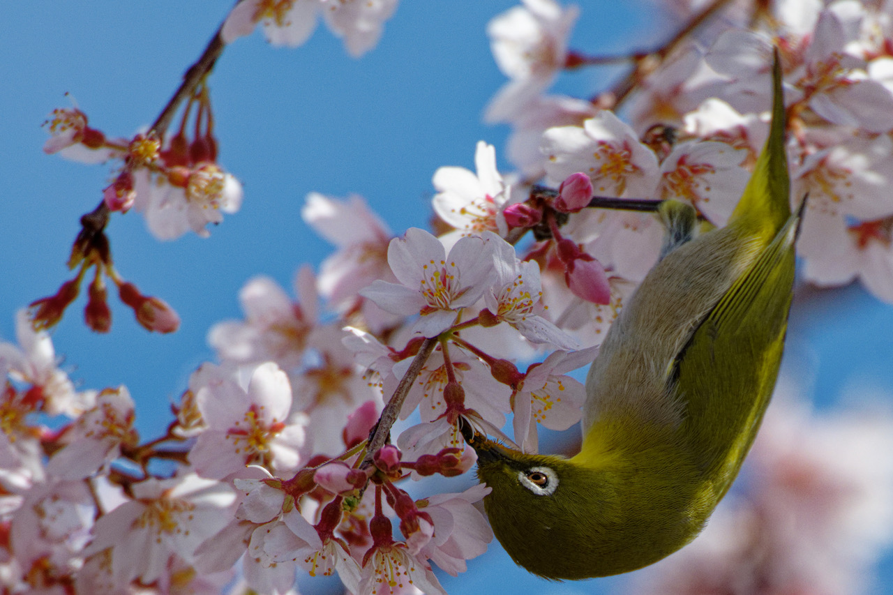 warbling white eye