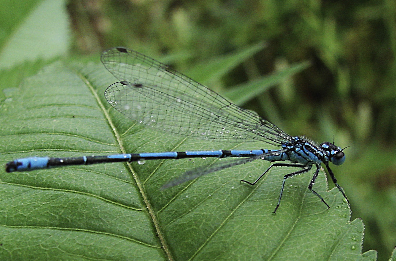 Libellula