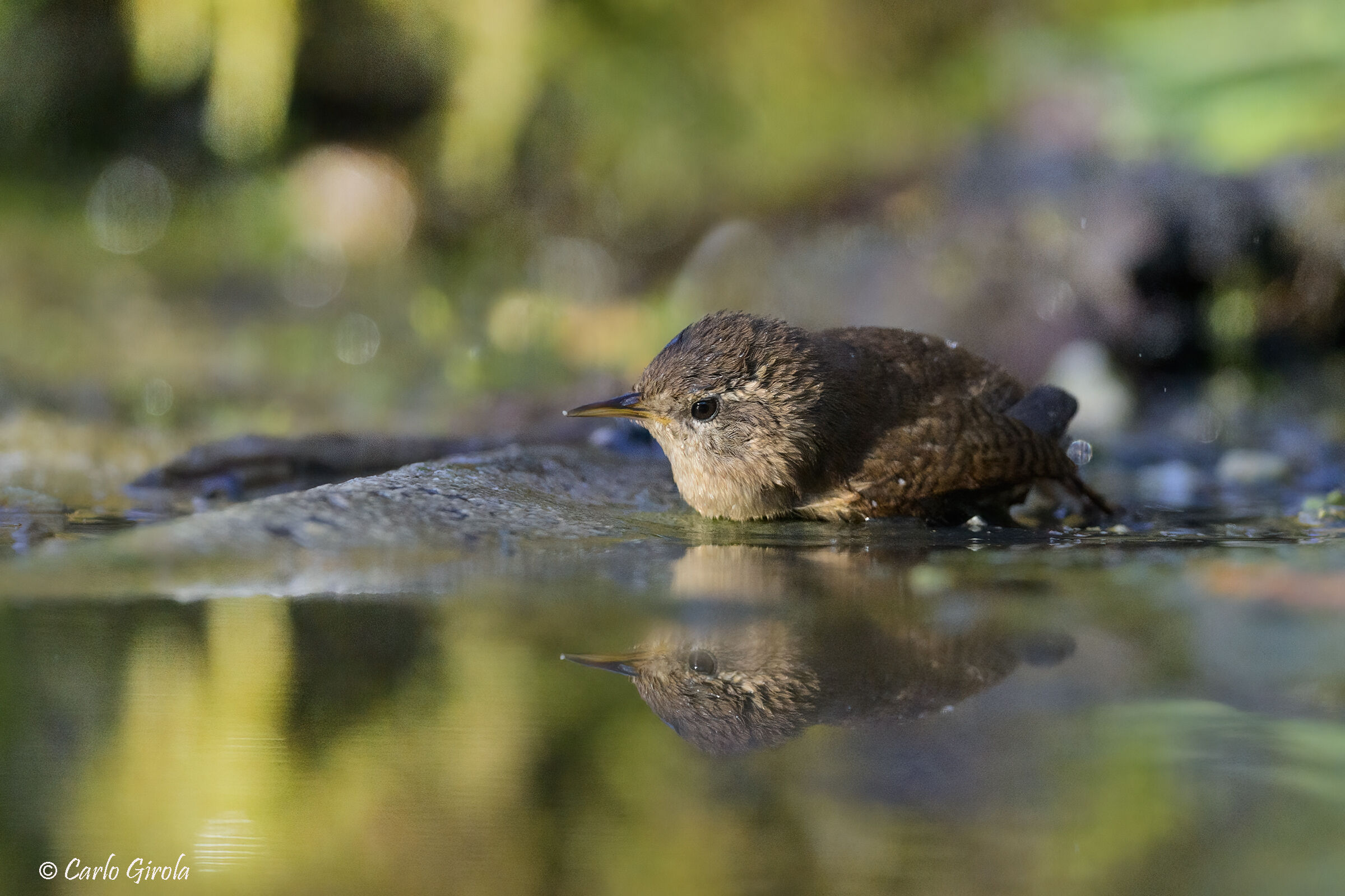 Wren (Troglodytes troglodytes)
