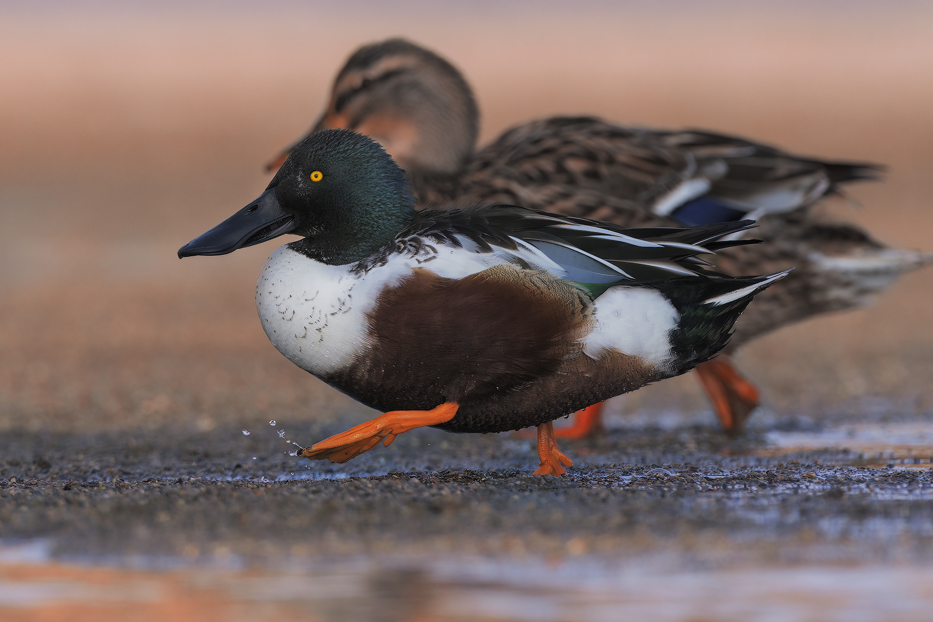 Shoveler